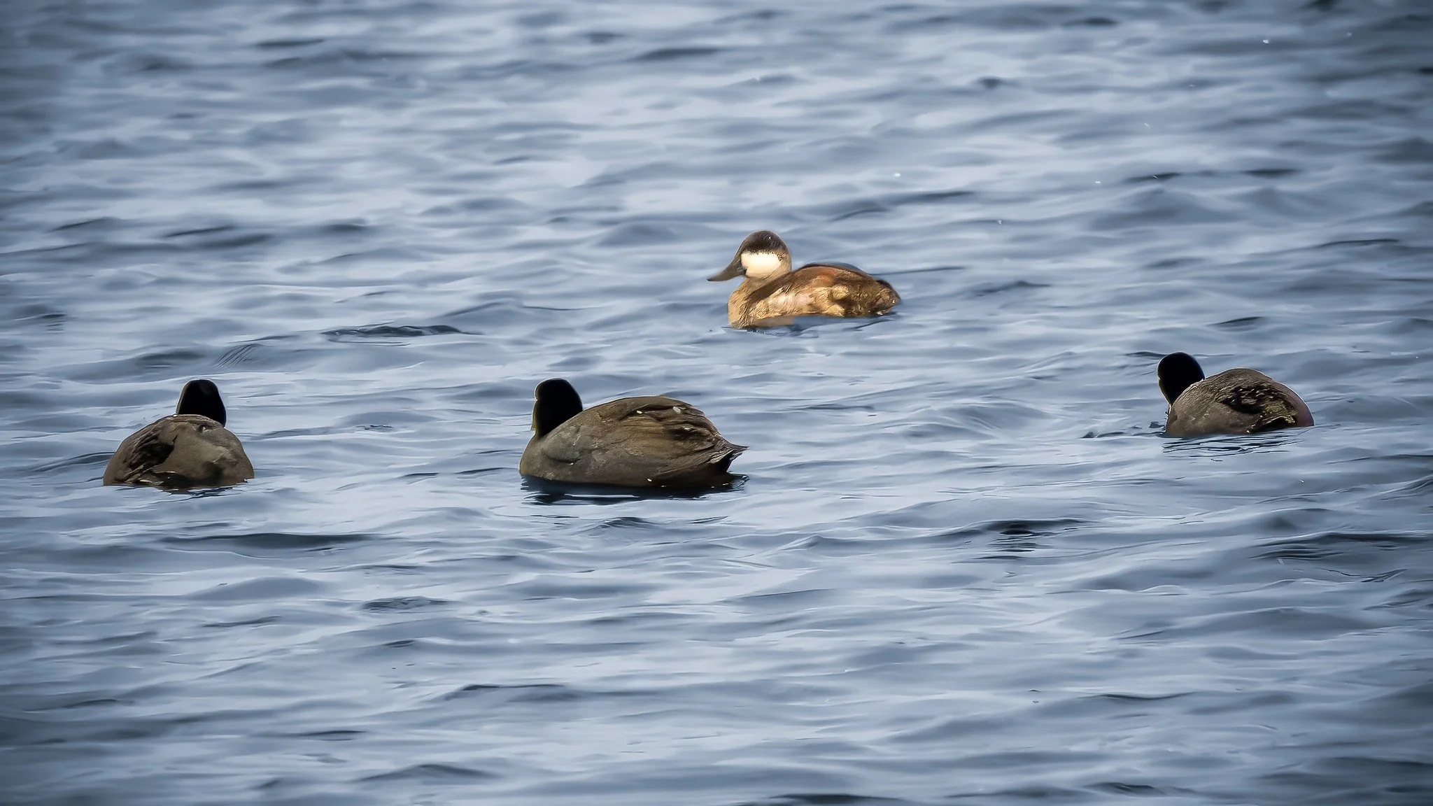 Ruddy duck & American Coots