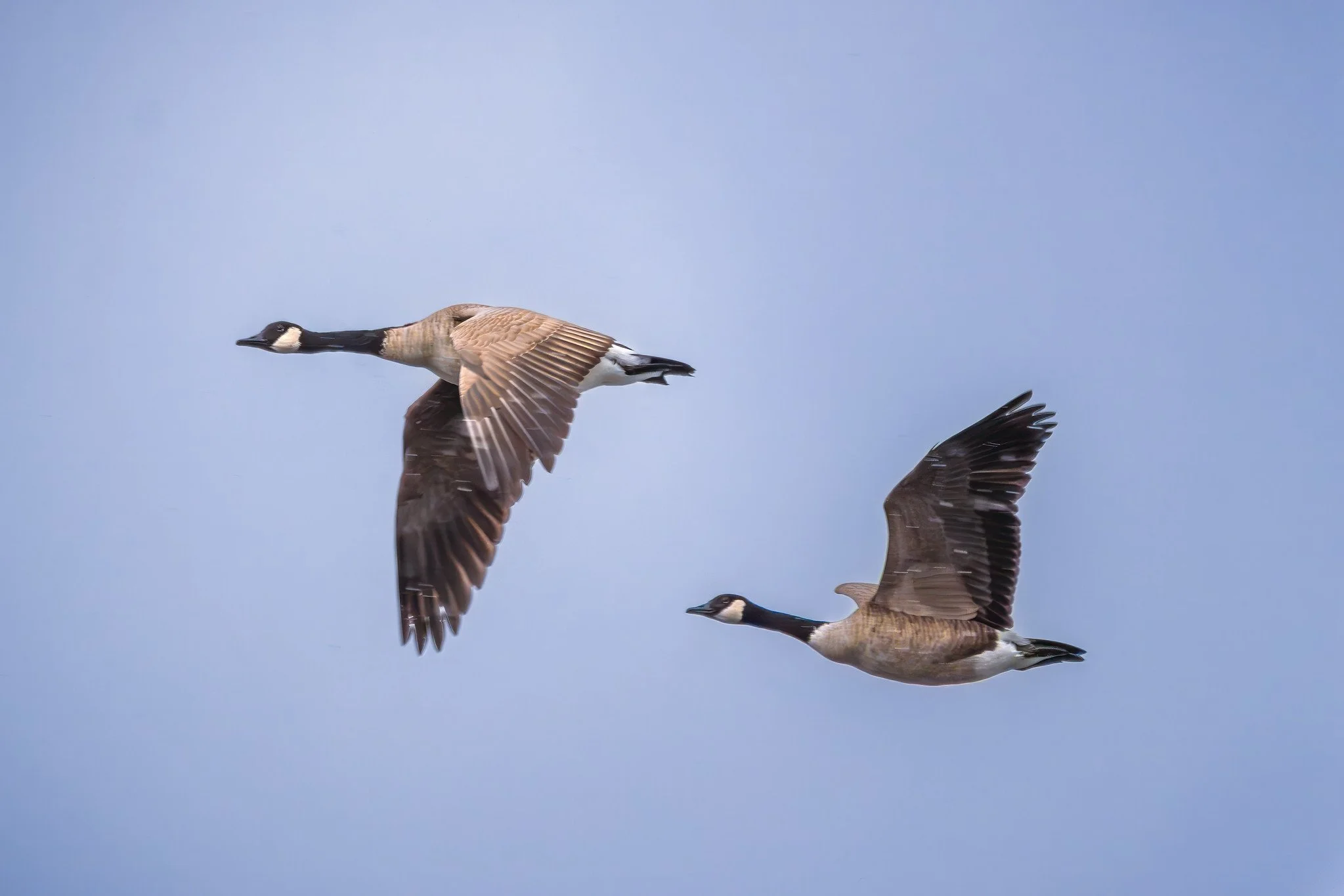 Canada Goose
