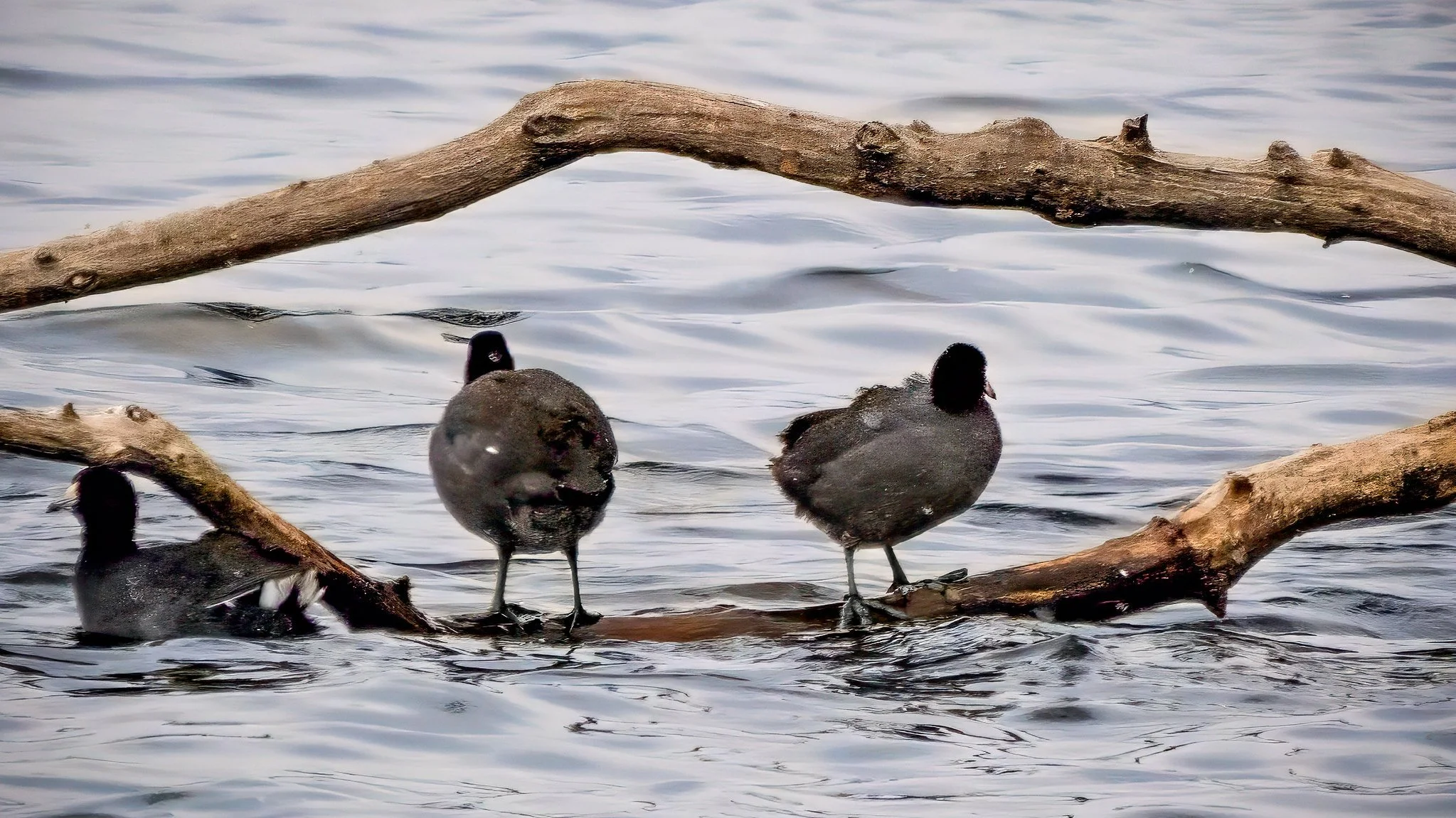 American coots