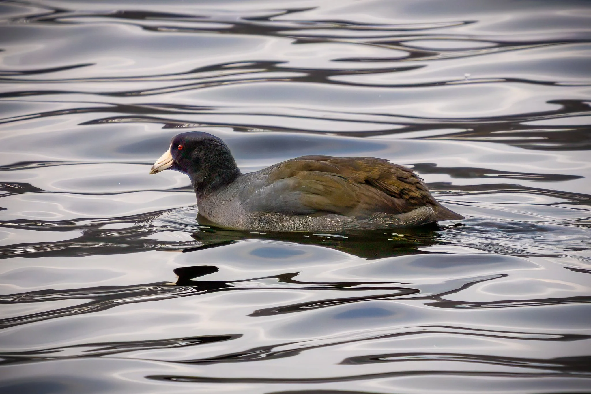 American coot