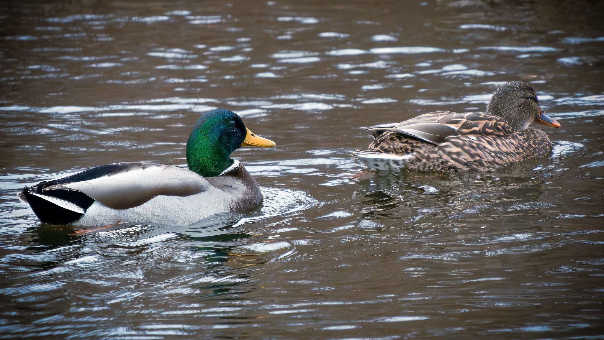 Mallards