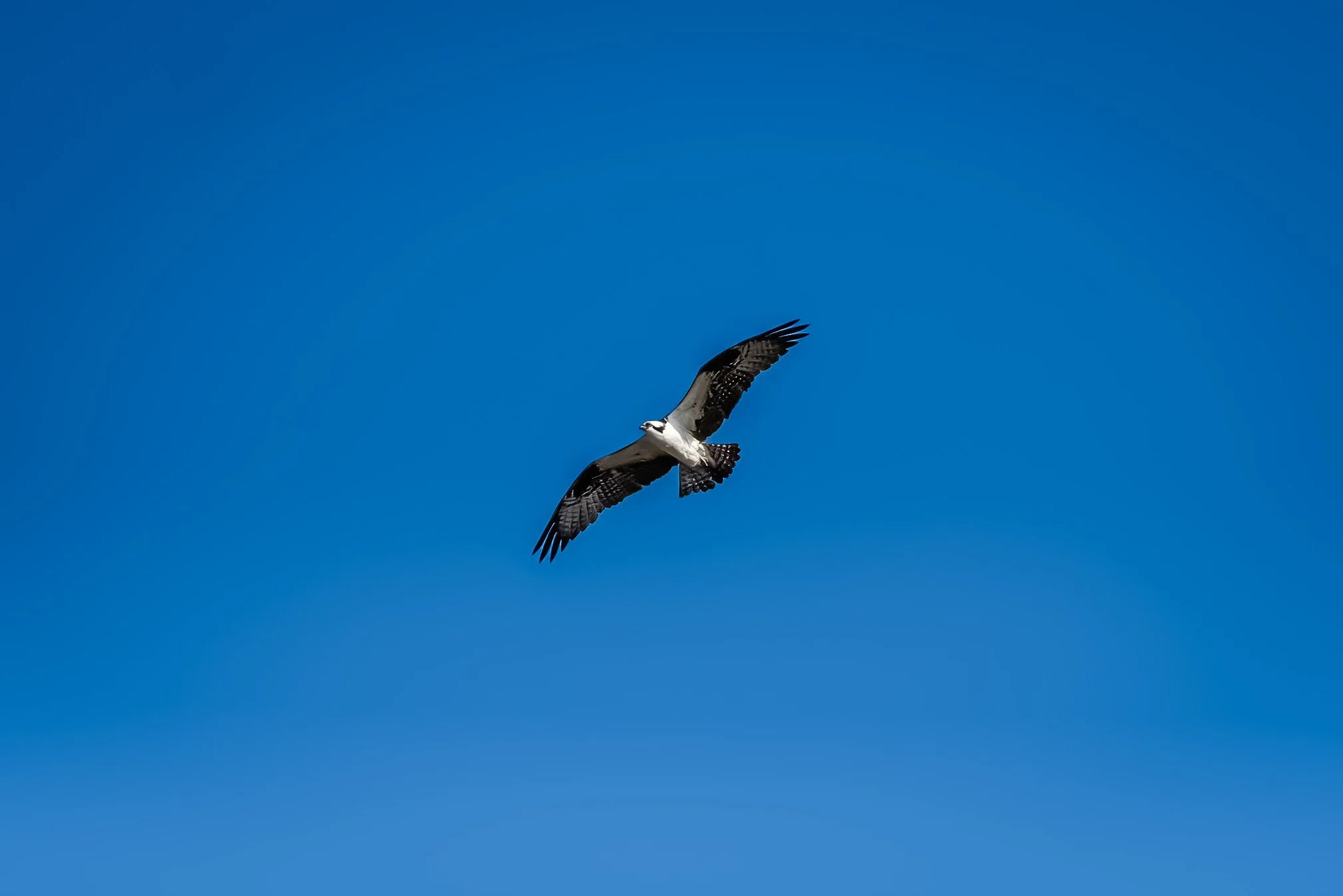 Osprey