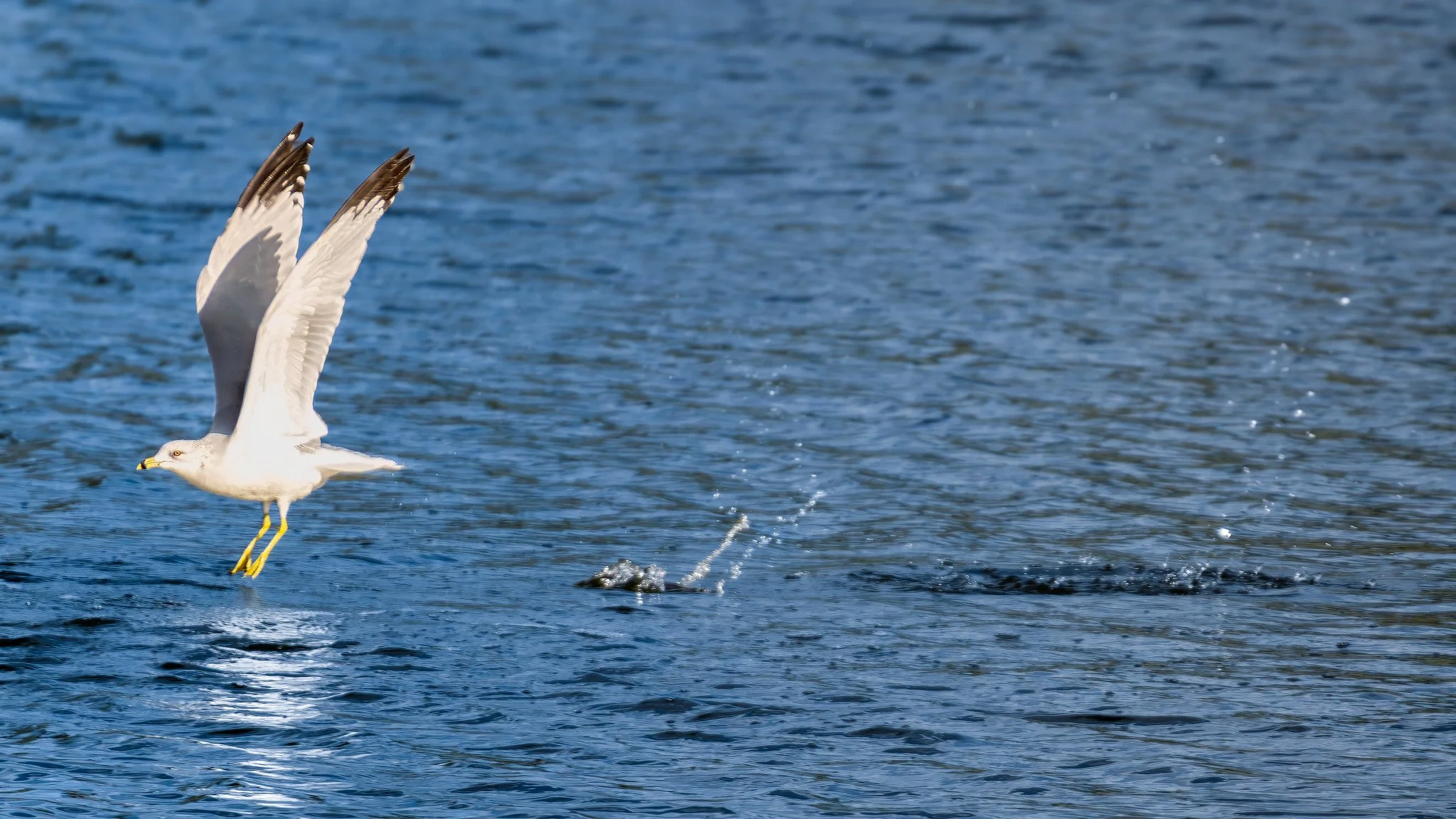 Ring-Billed Gull