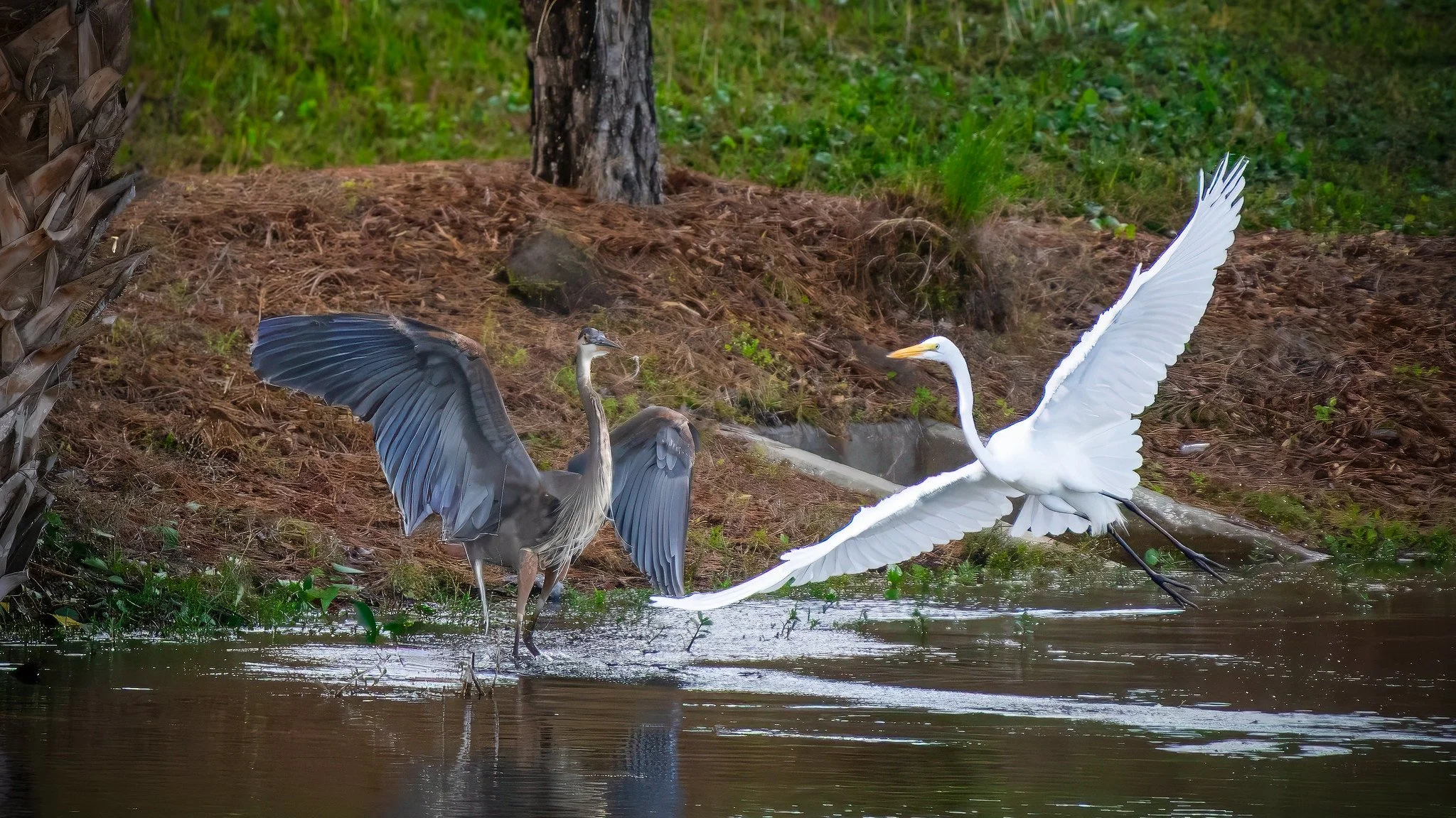 Great Blue Heron Chases off Great Egret