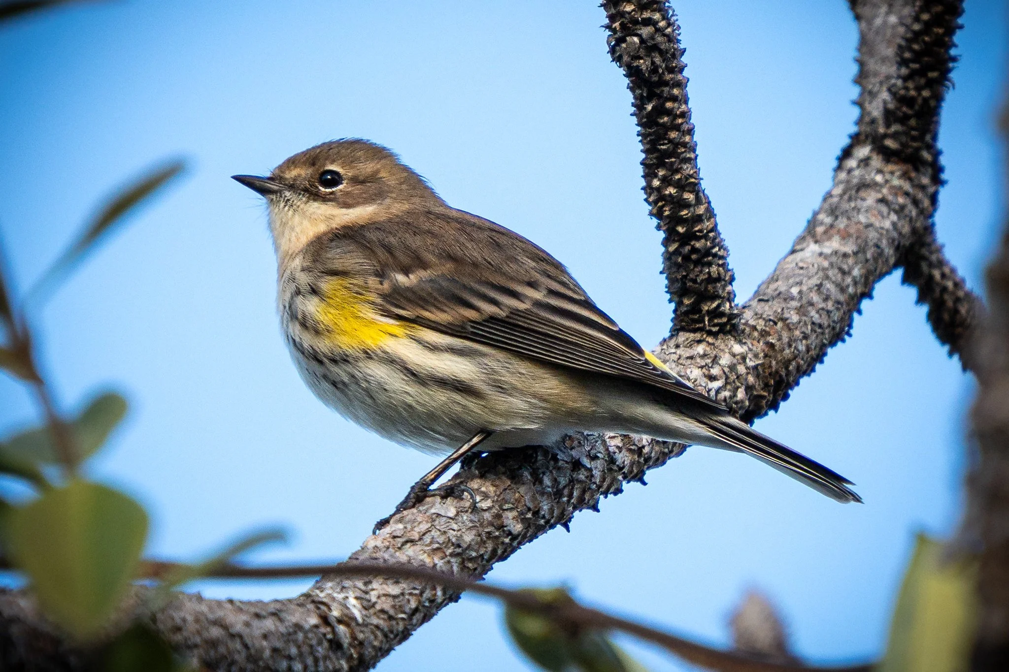 Yellow-rumped Warbler