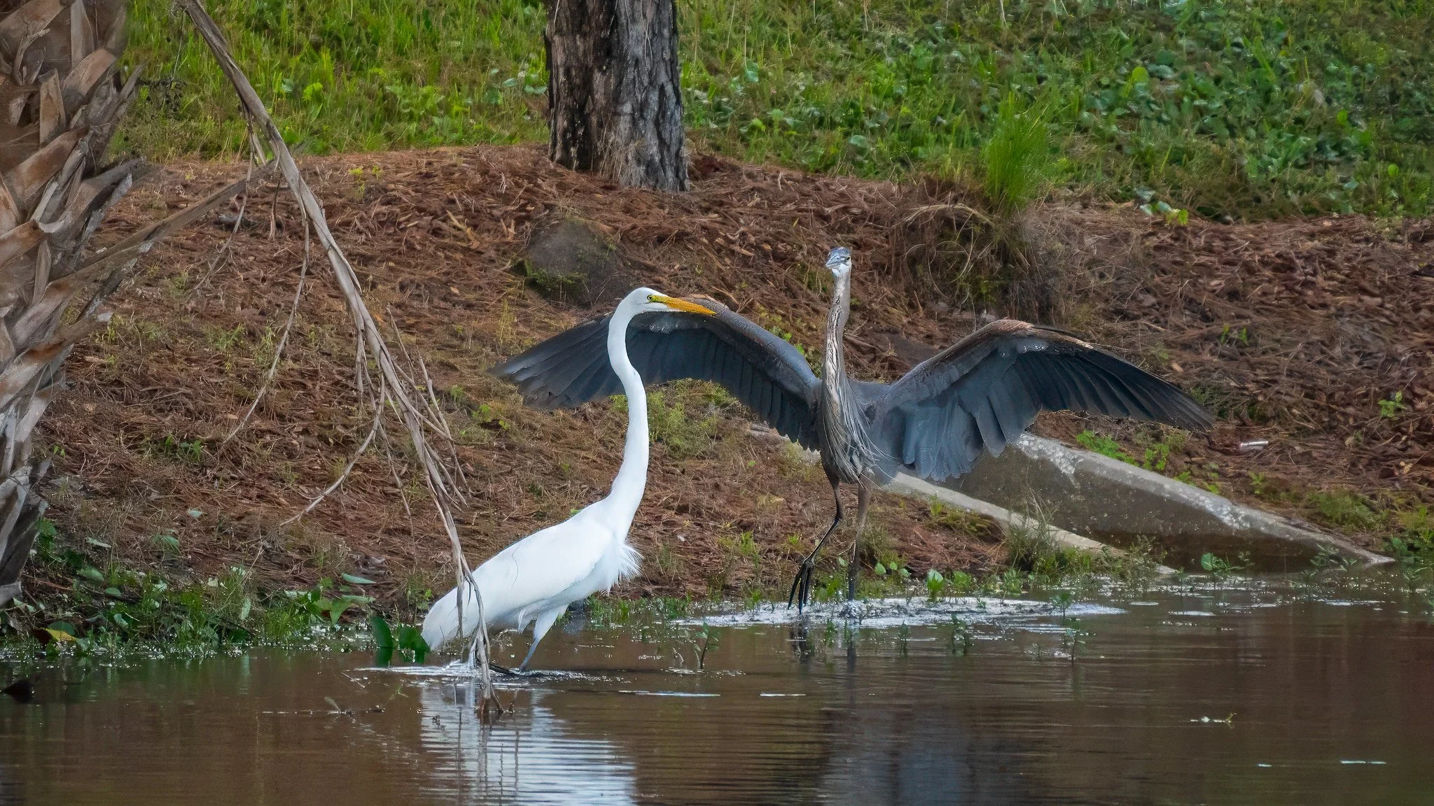 Great Blue Heron Chases off Great Egret