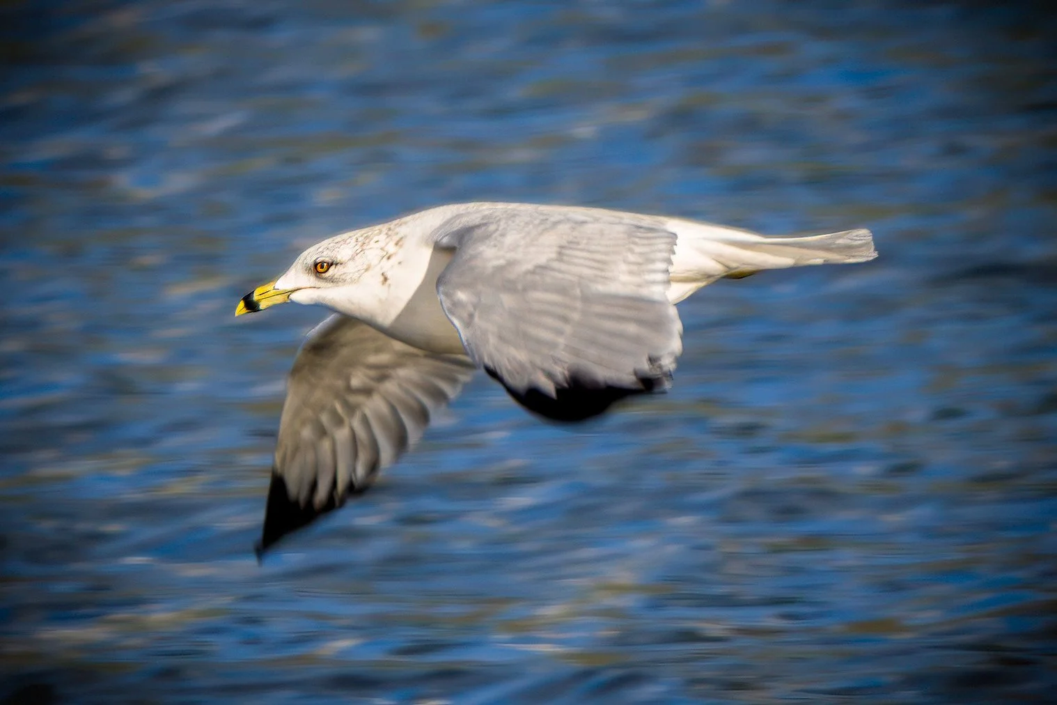 Ring-Billed Gull