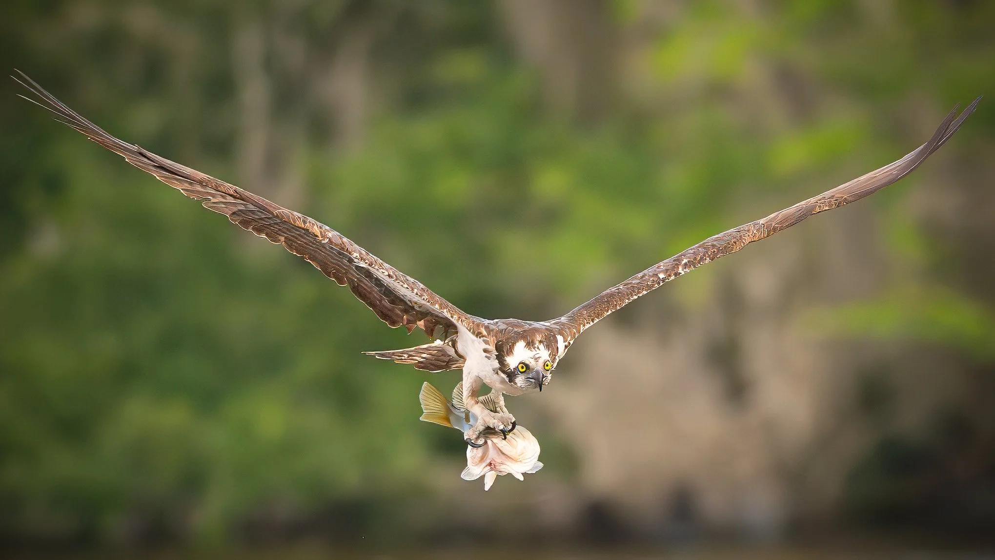 North American Osprey