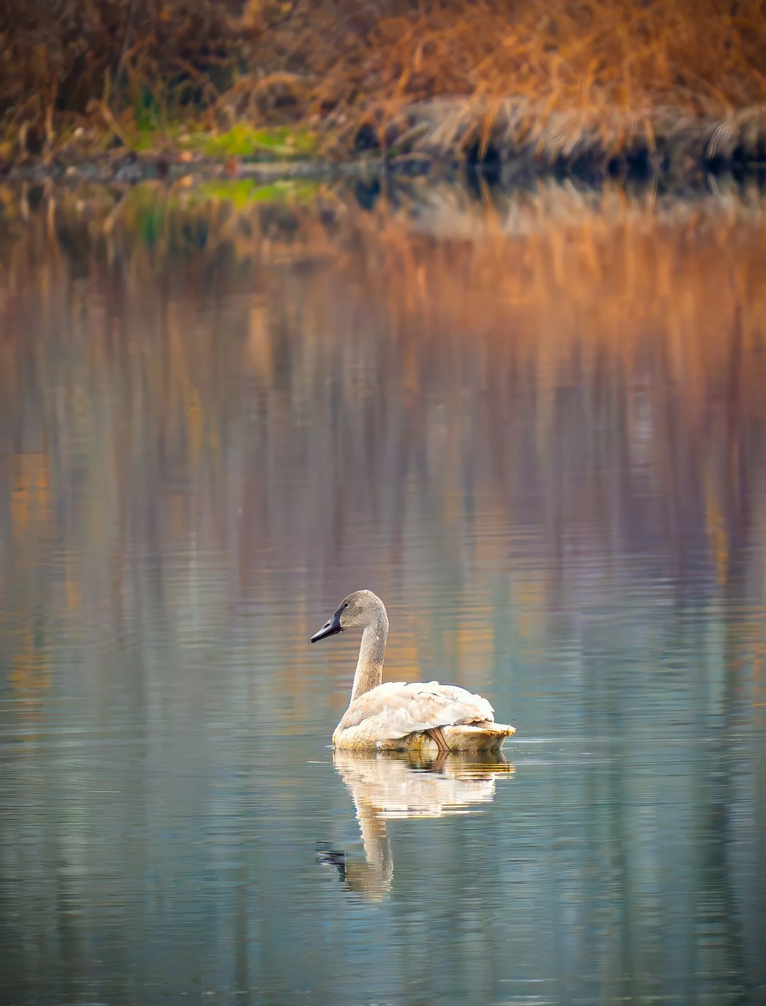 Trumpeter Swan