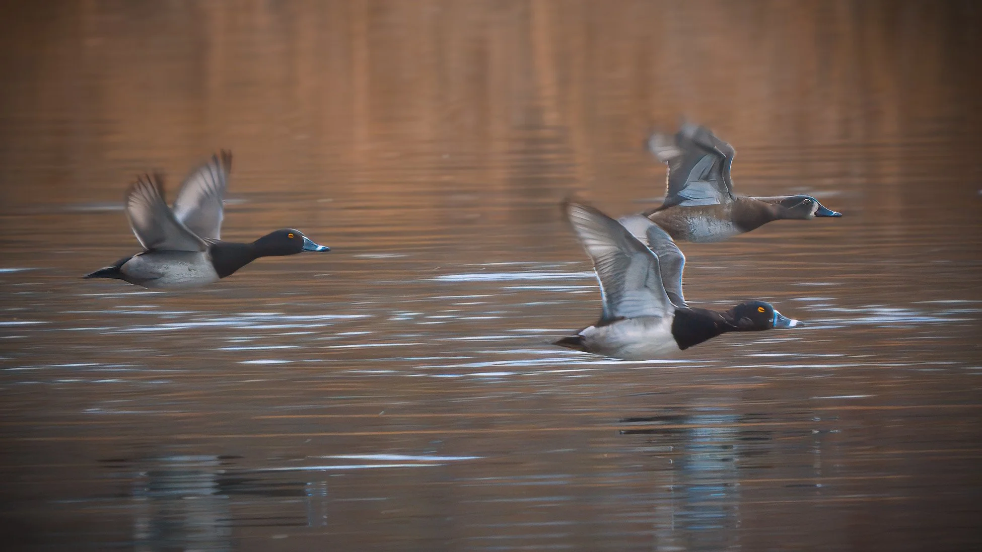 Ring-necked duck