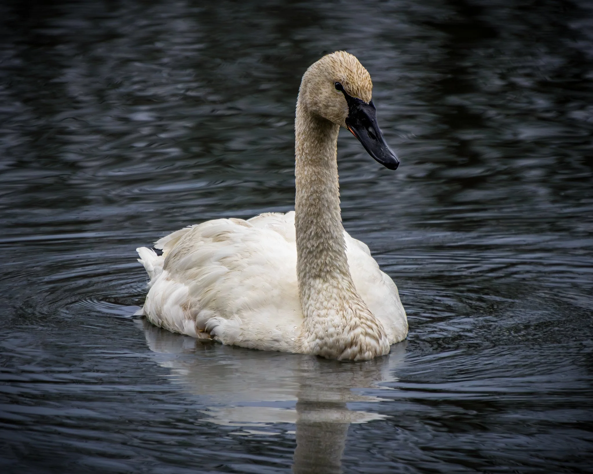 Trumpeter Swan