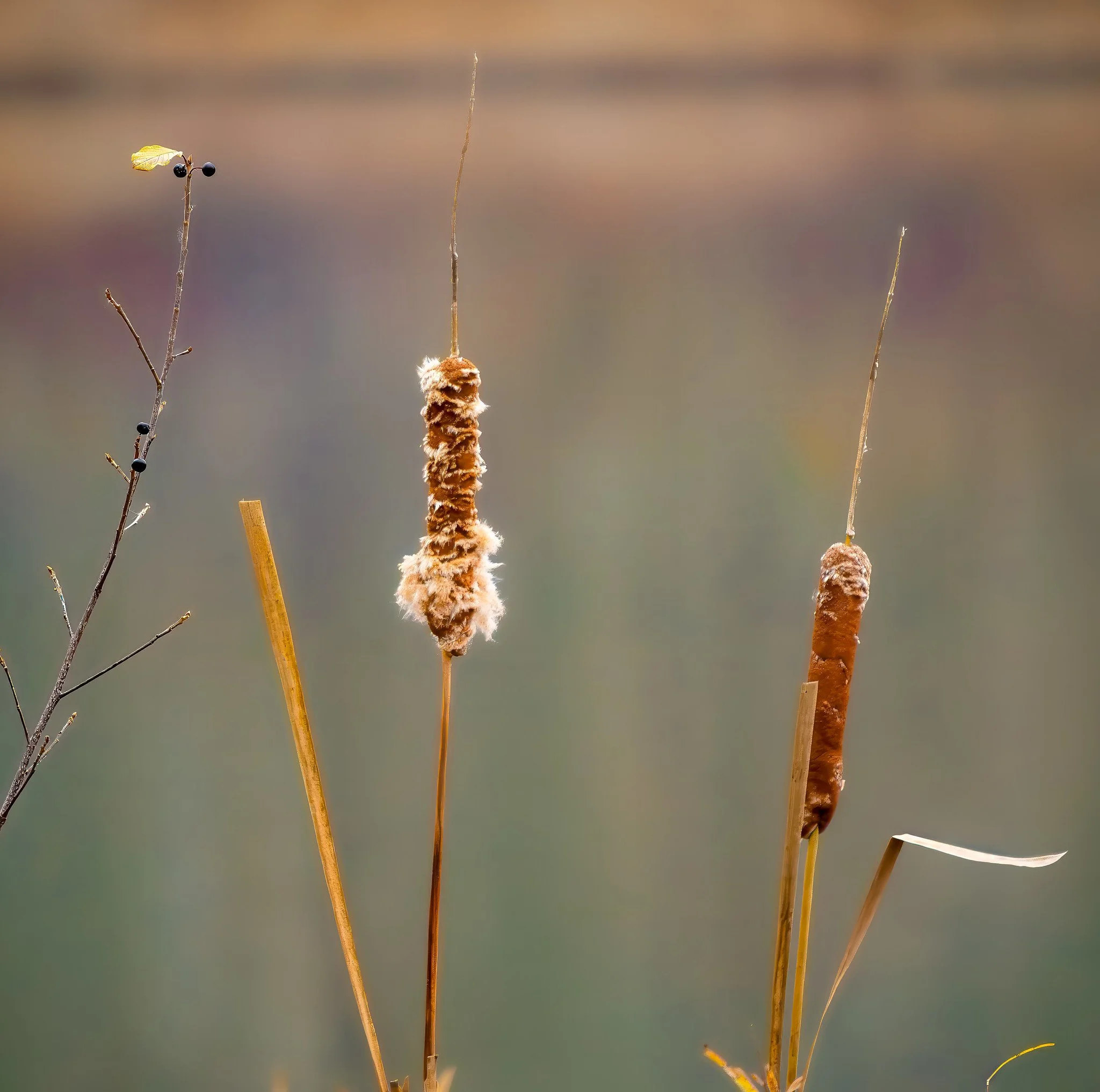 Cattails