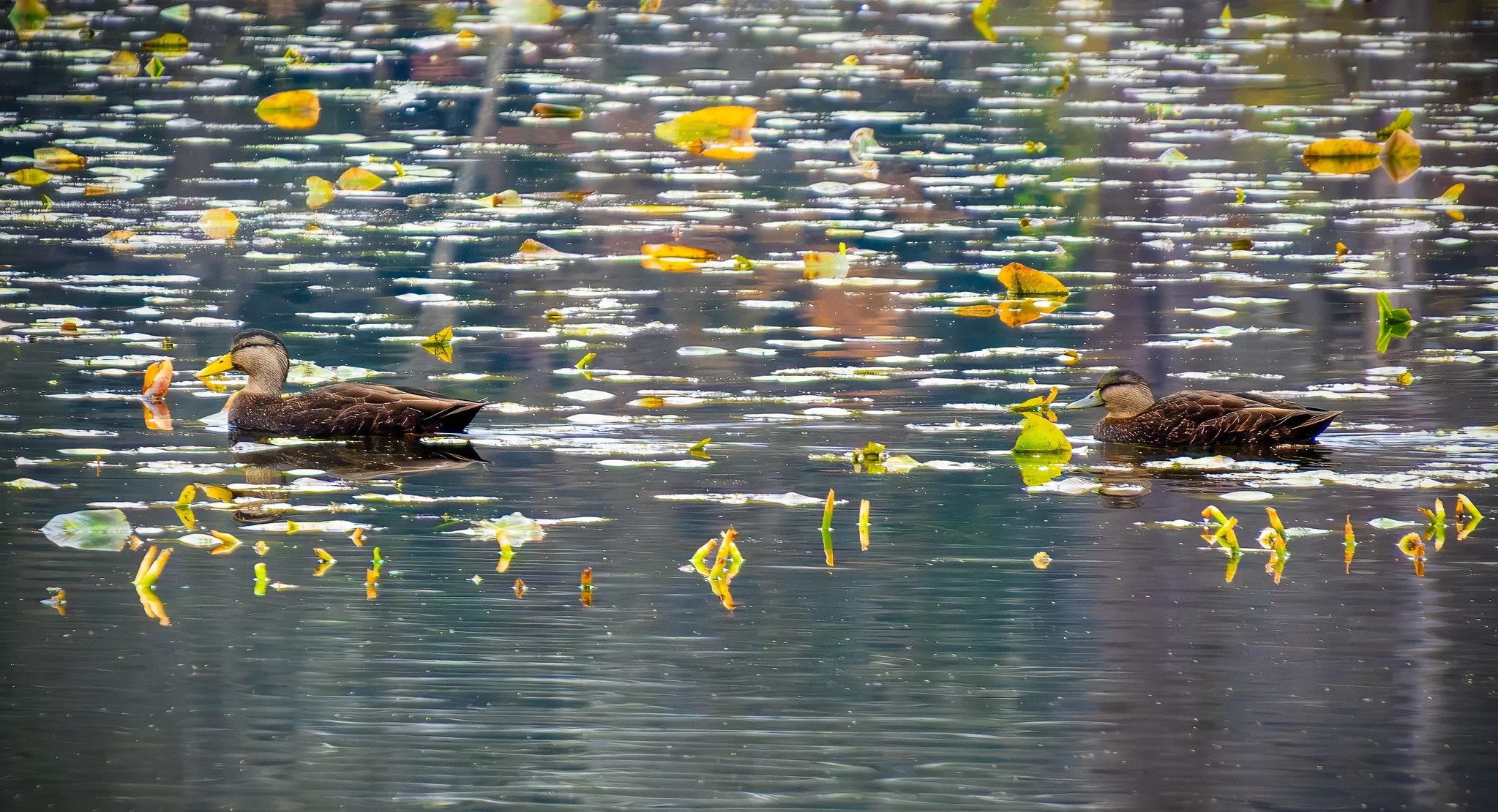 American Black Duck