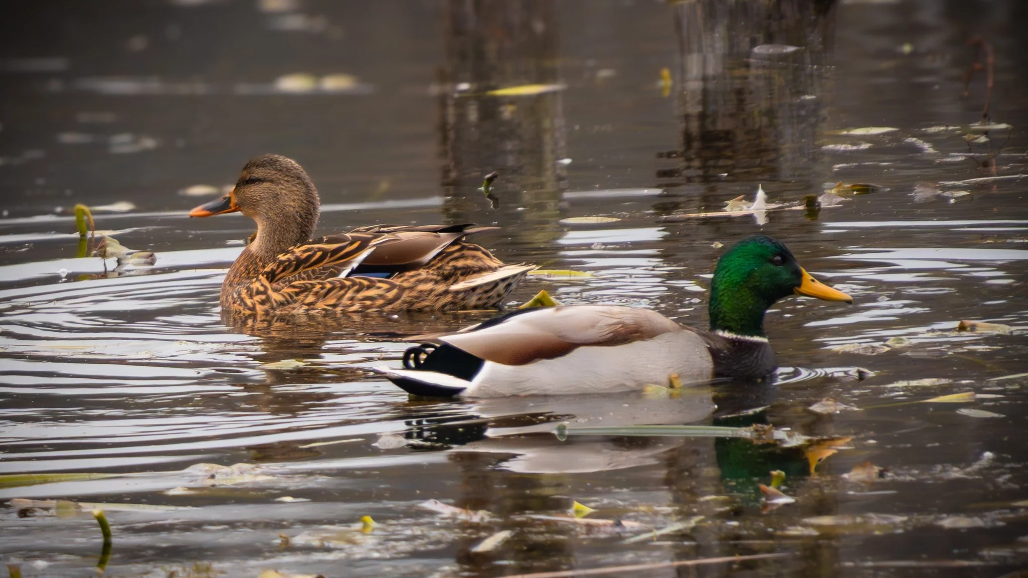Mallards