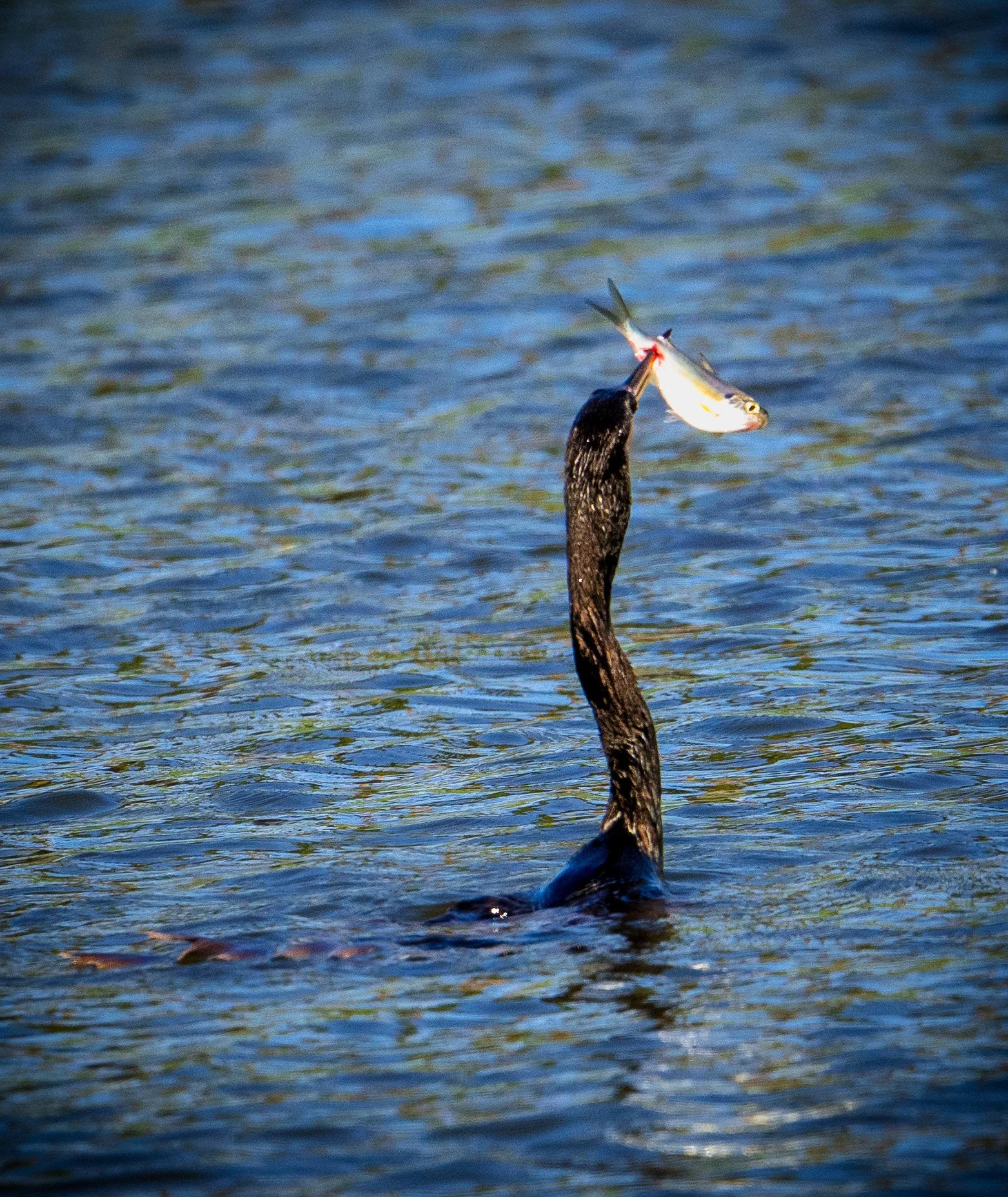 Anhinga