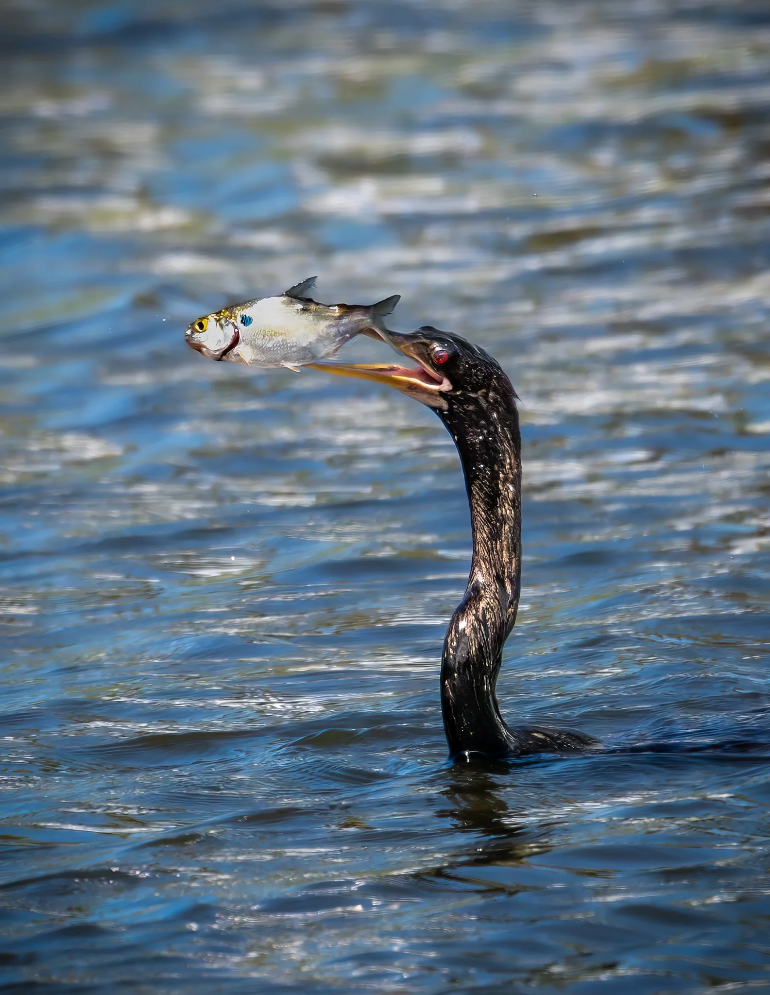 Anhinga & American Gizzard Shad