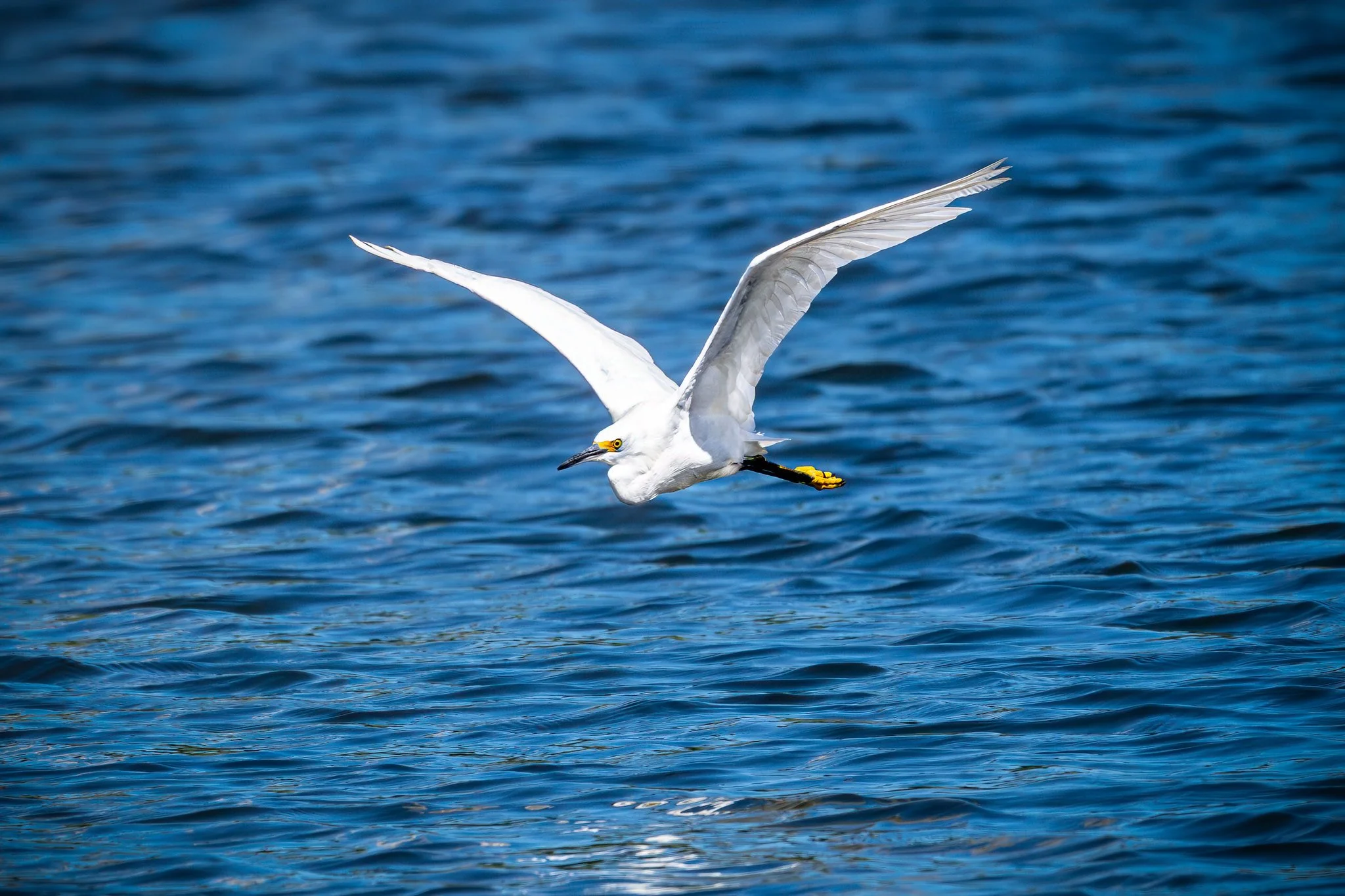Snowy Egret