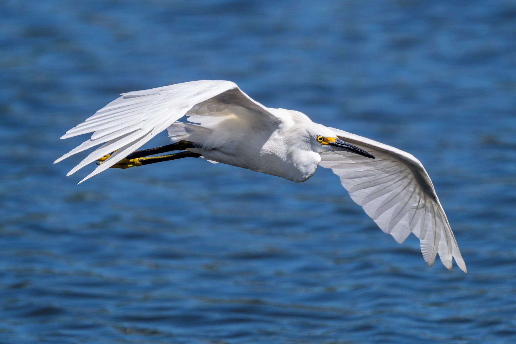 Snowy Egret