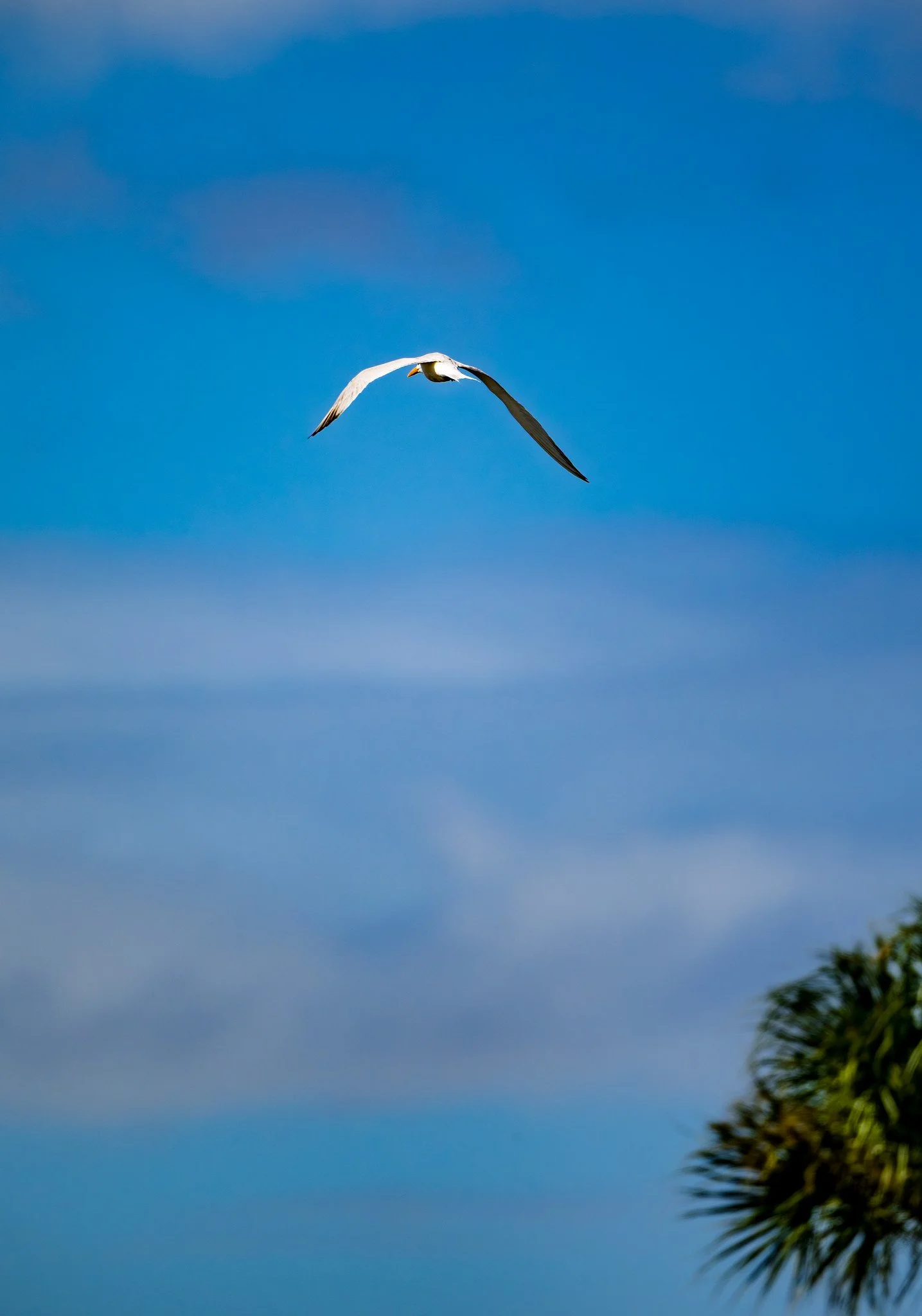 Royal Tern