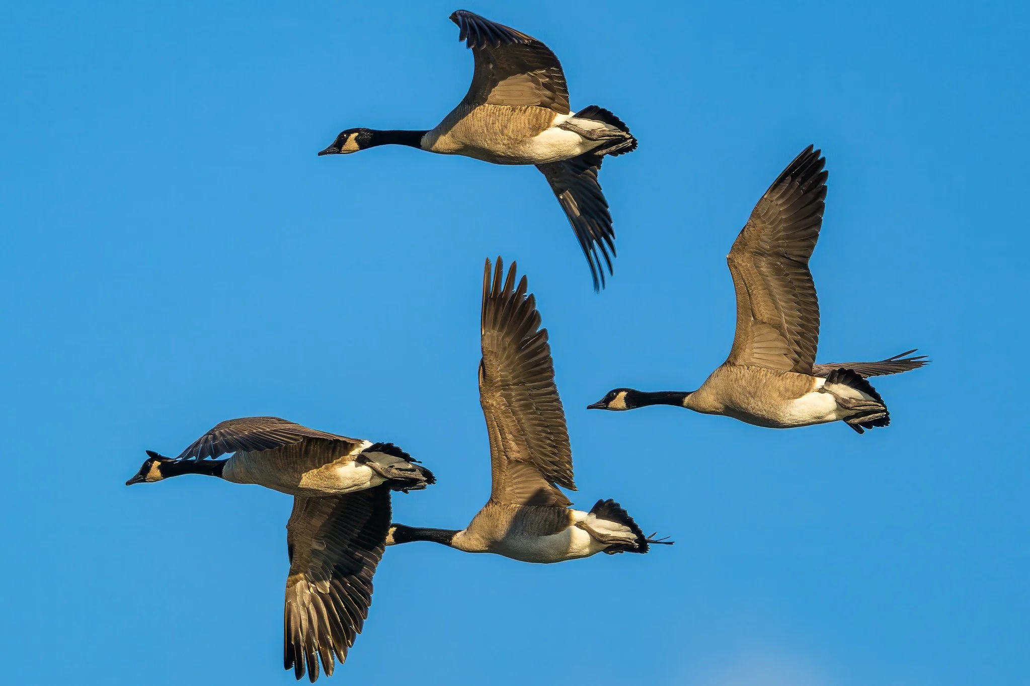 Canada Geese