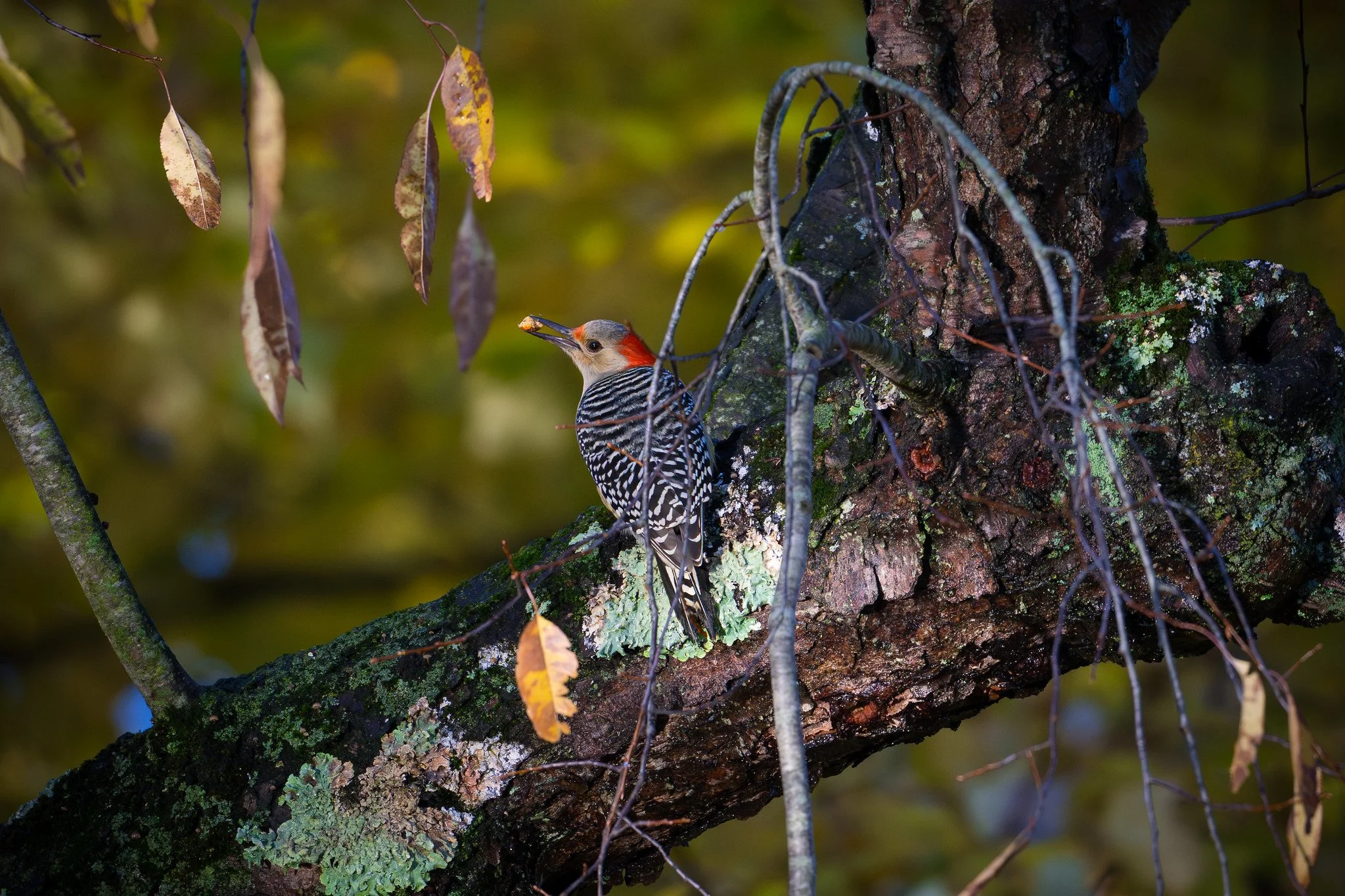 Red-bellied woodpecker