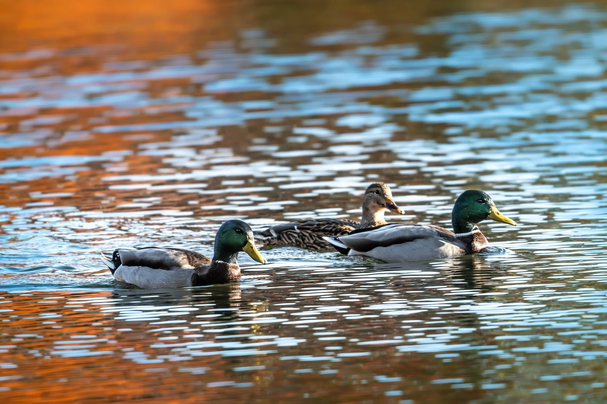 Mallards