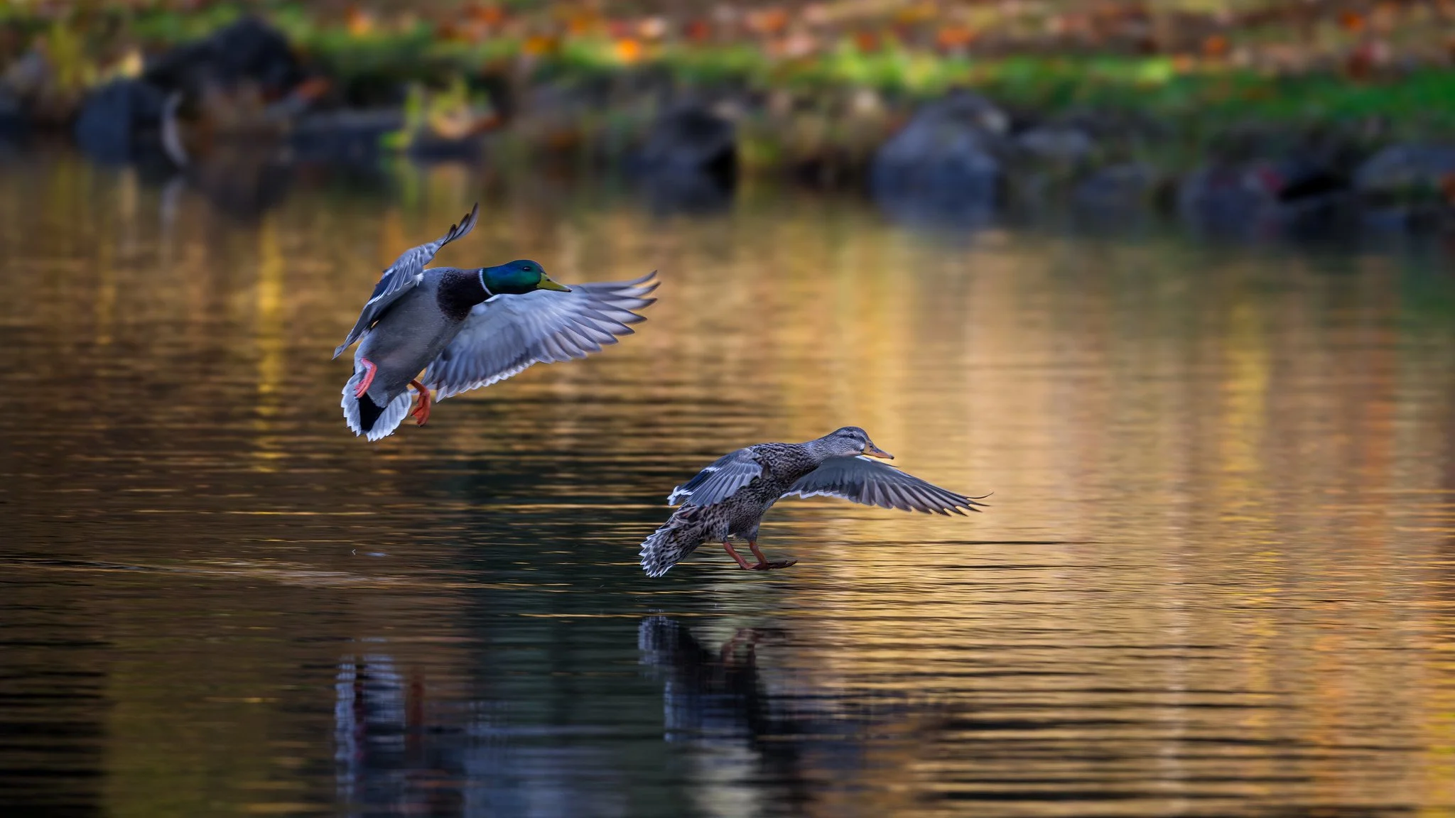 Mallard Ducks
