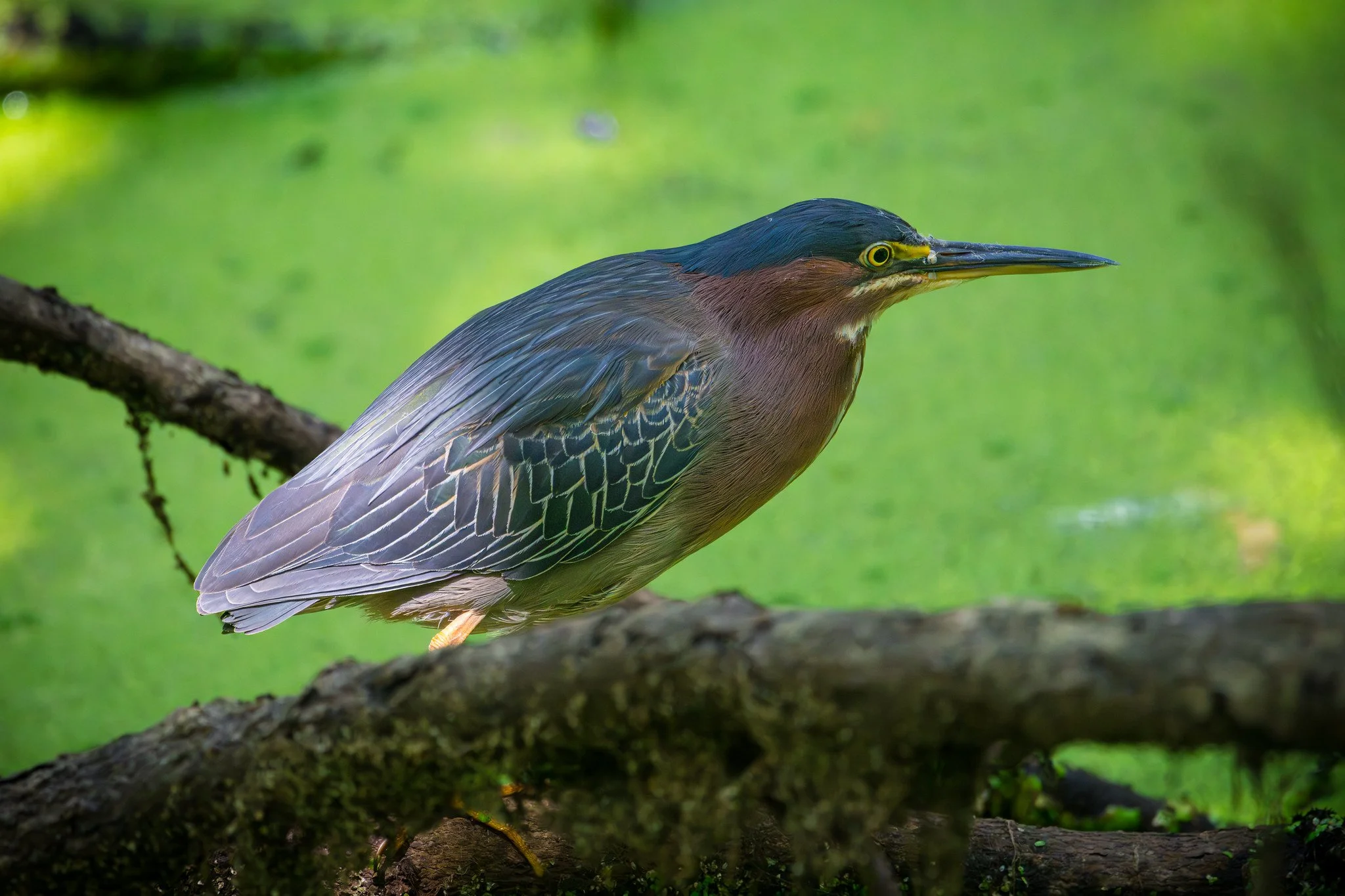 Green Heron