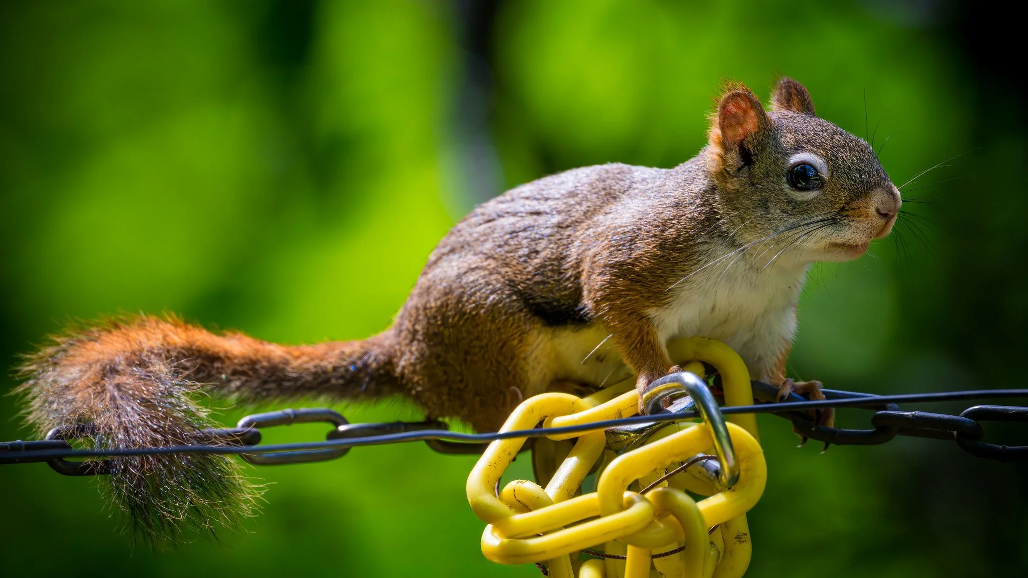 American Red Squirrel