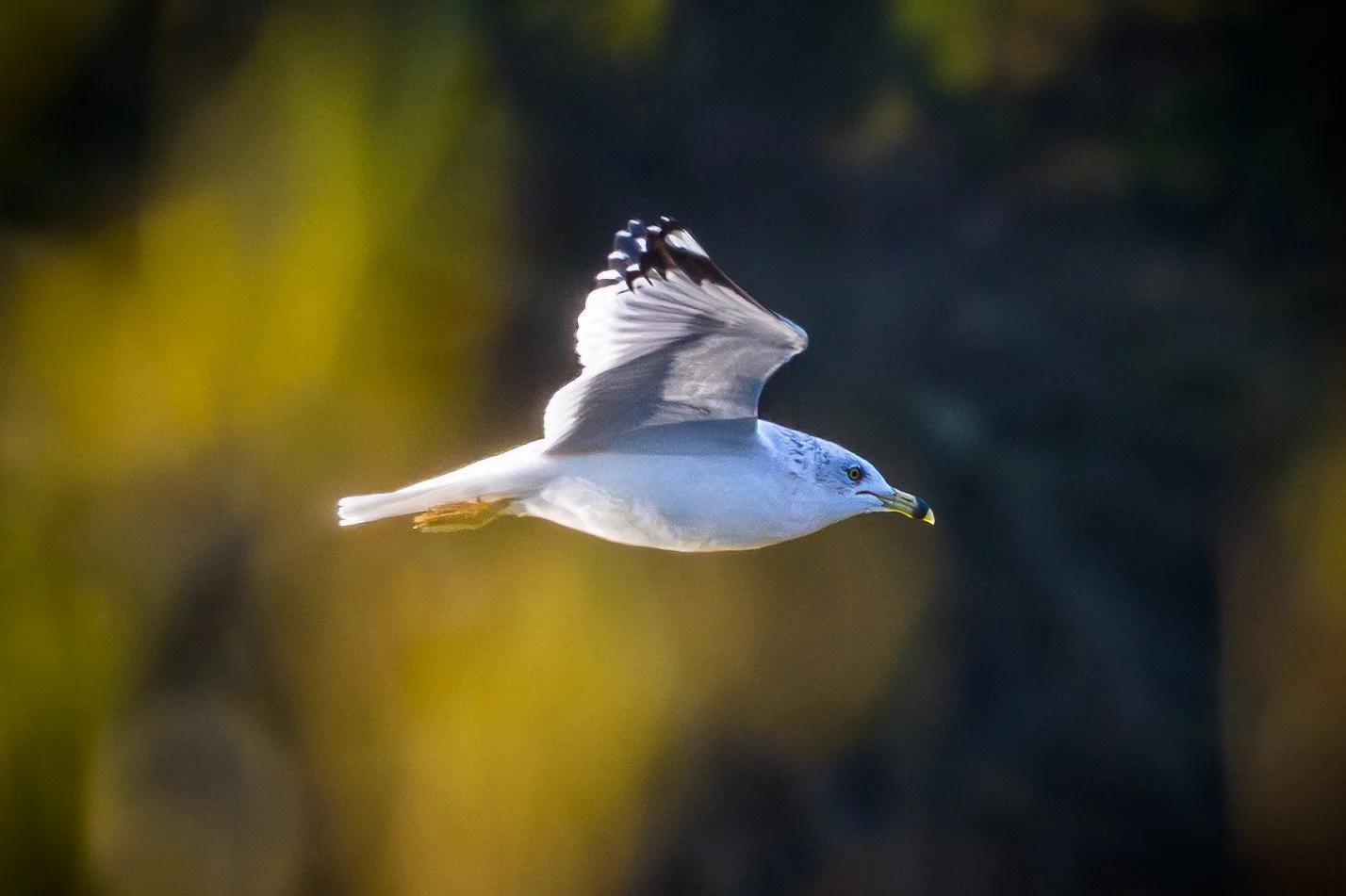 Ring-Billed Gull