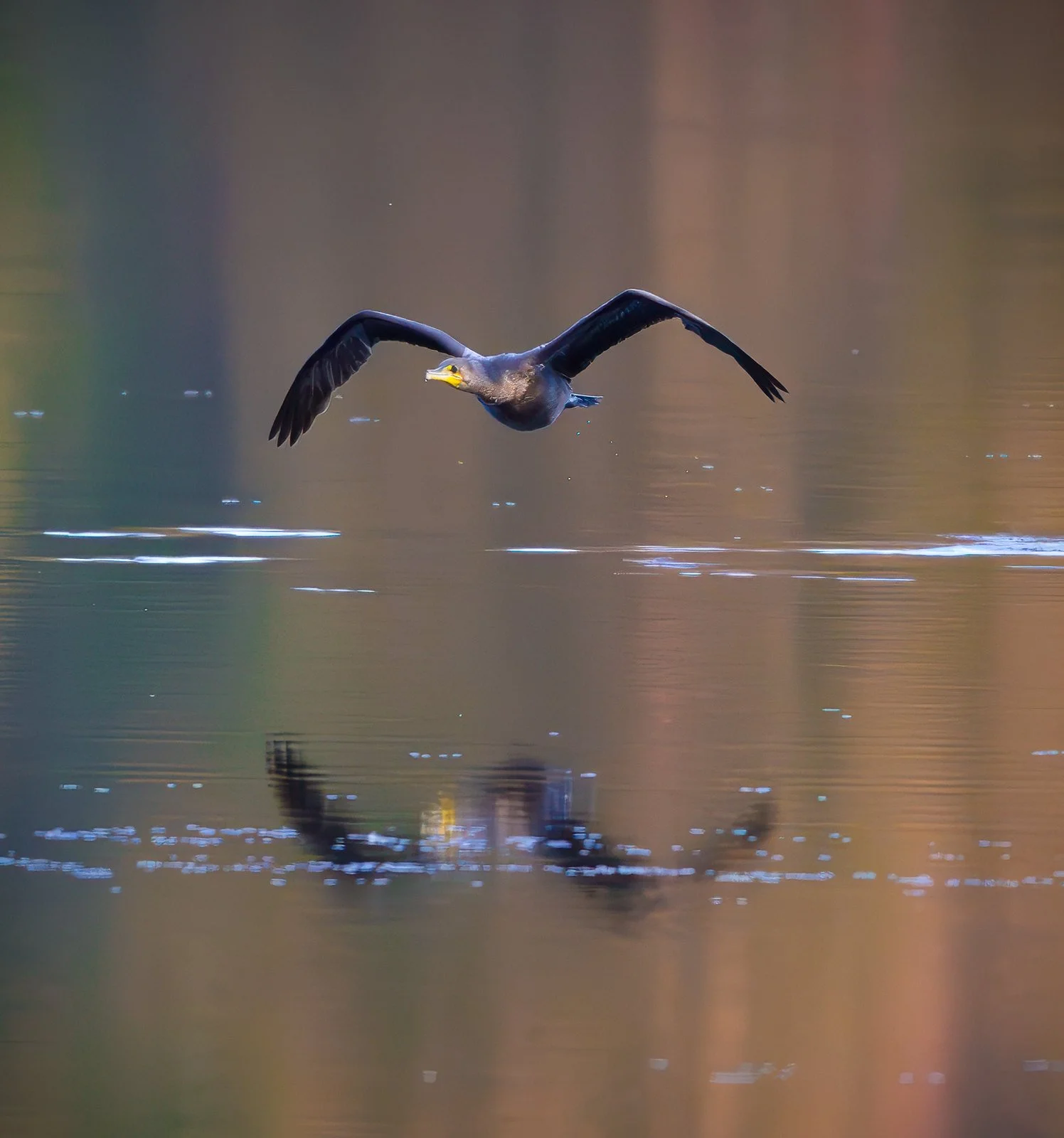 Double Crested Cormorant