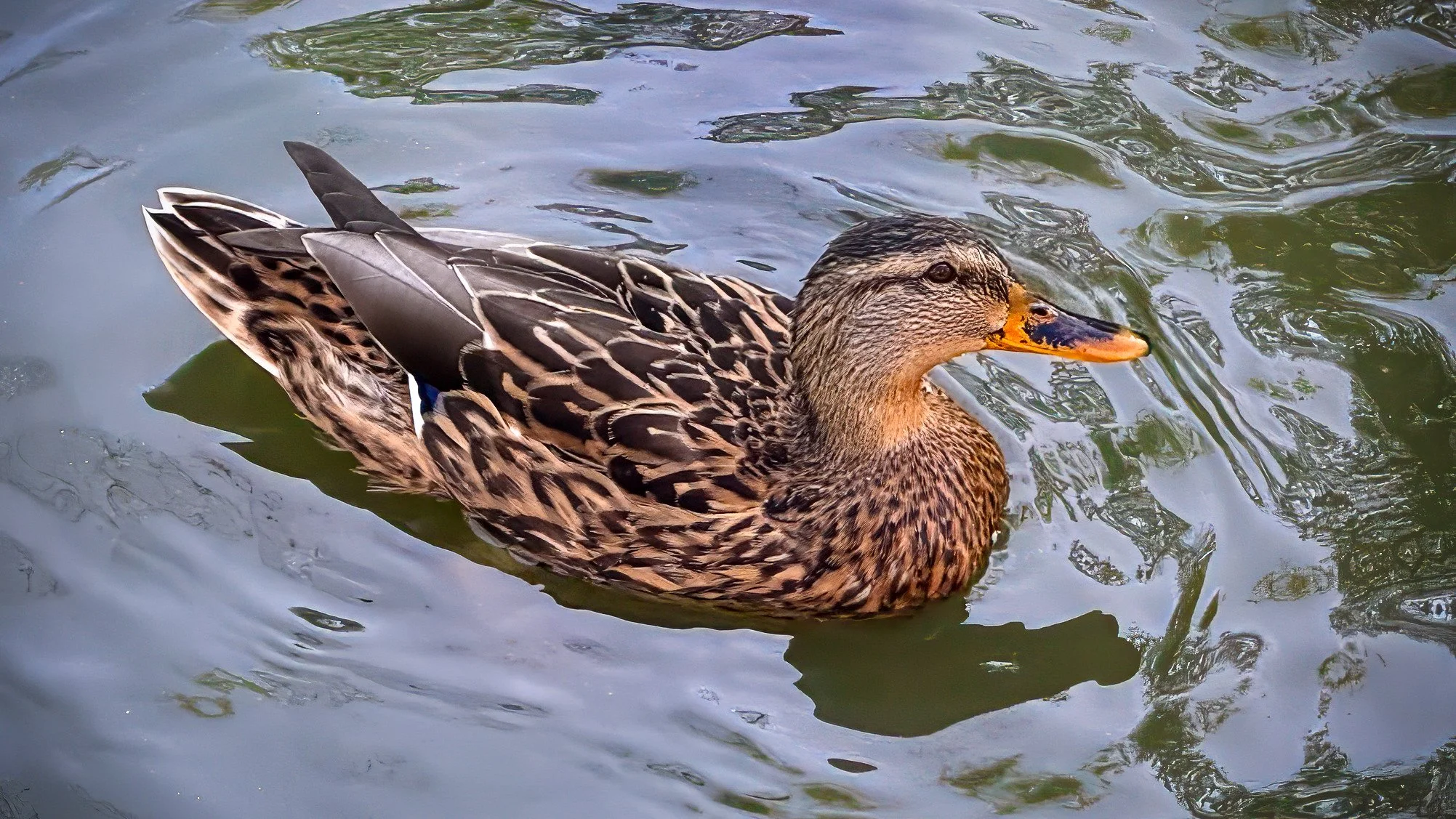 Mallard