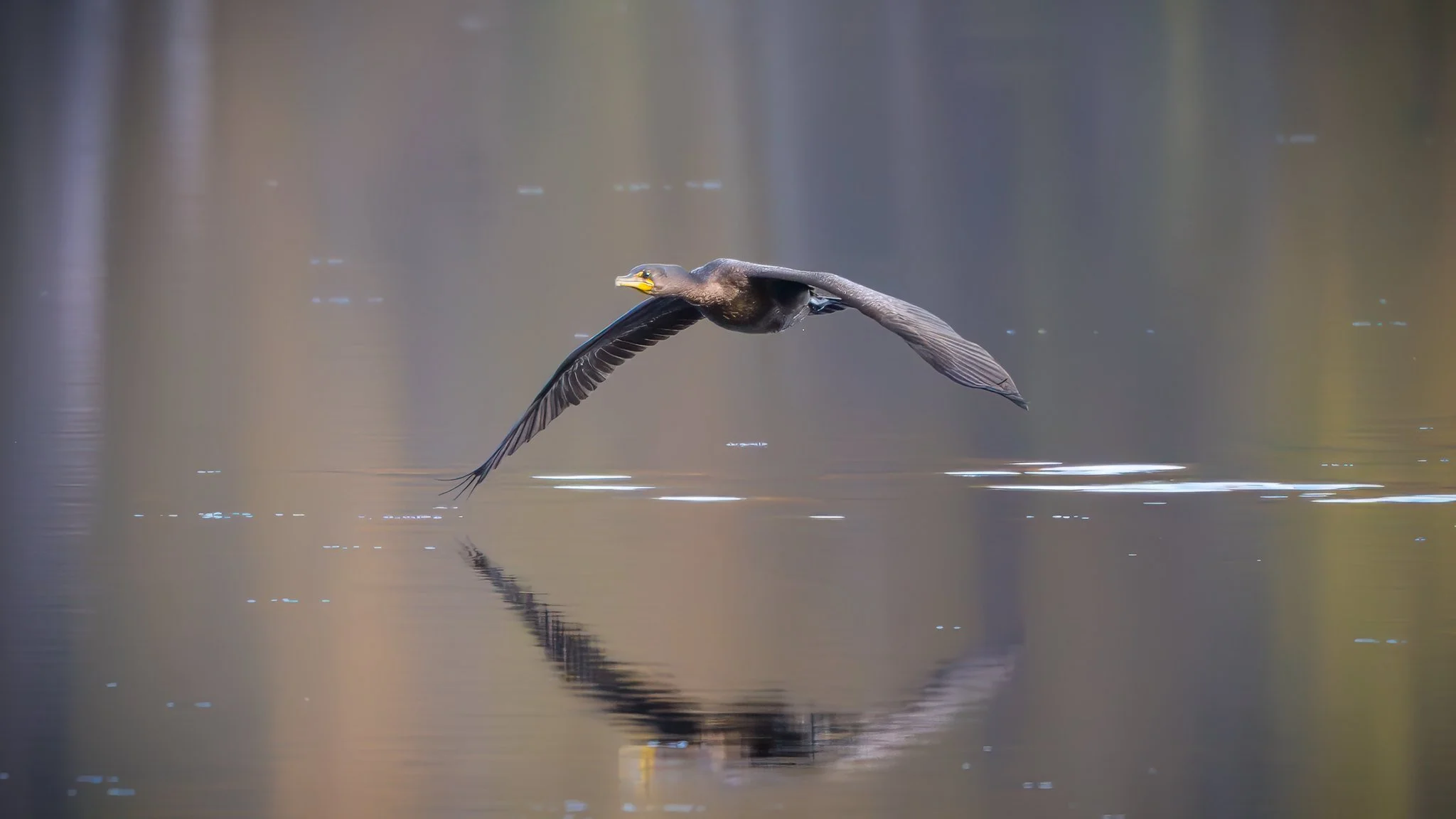 Double crested Cormorant