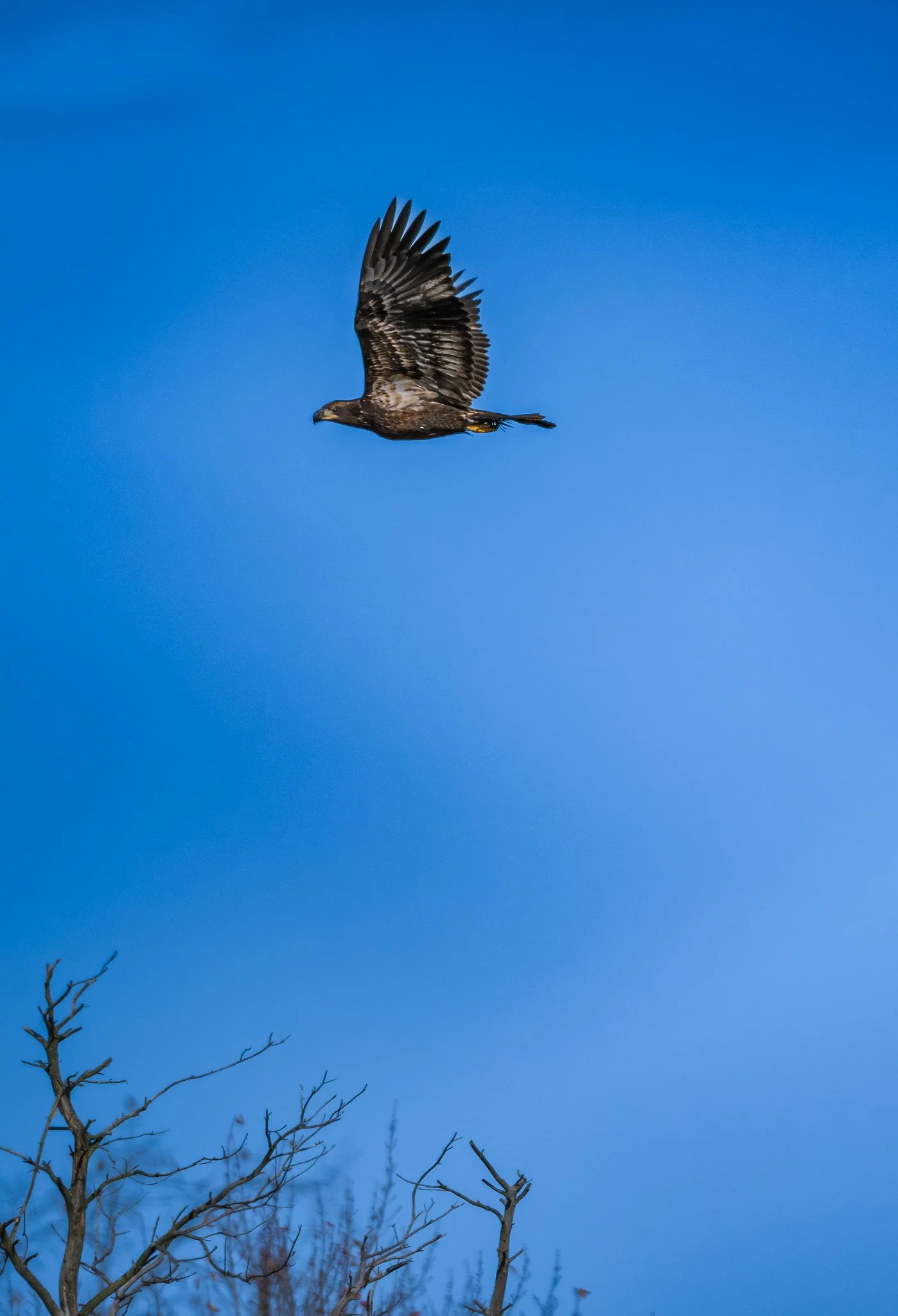 Juvenile Bald Eagle