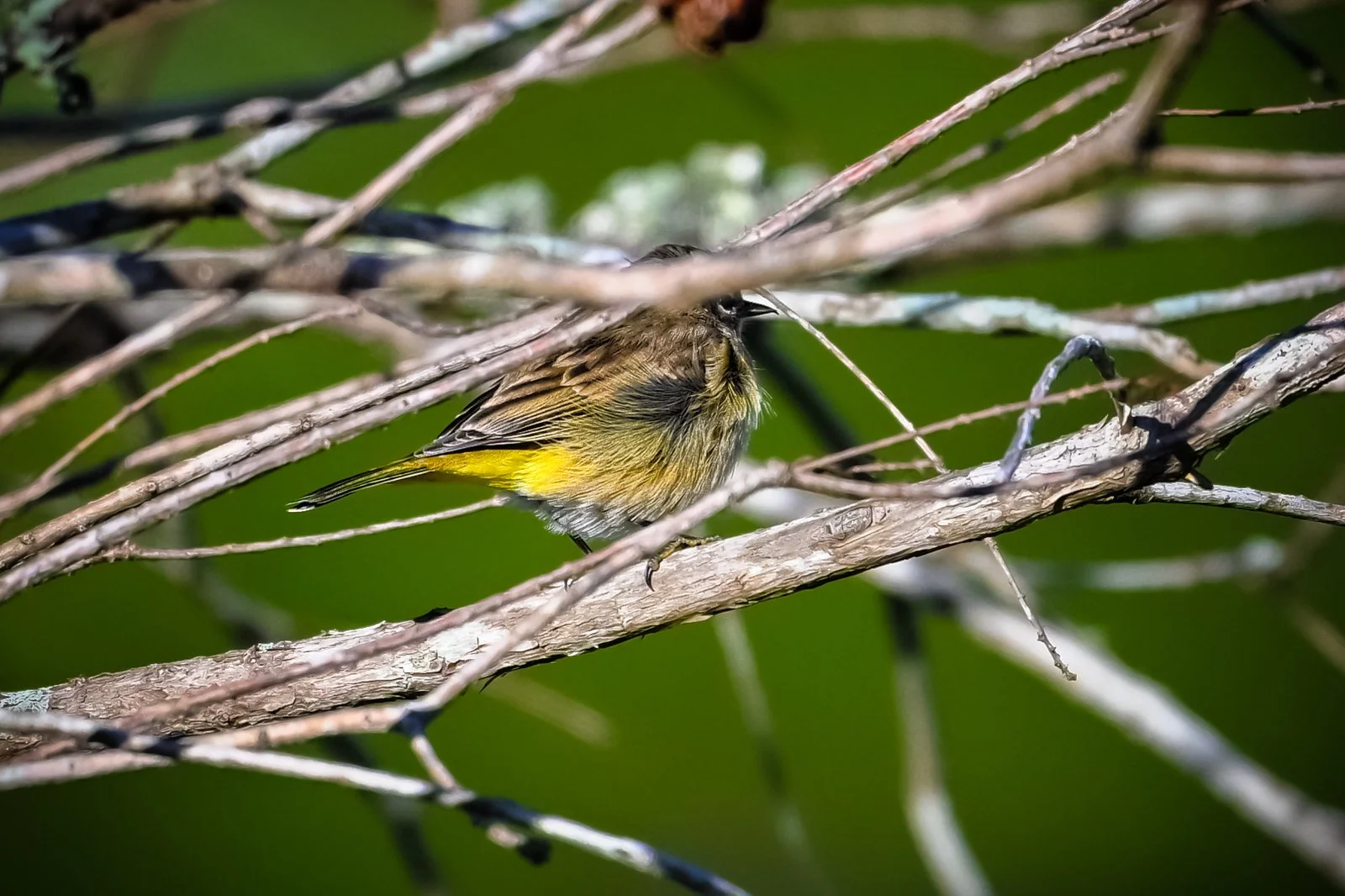 Palm Warbler