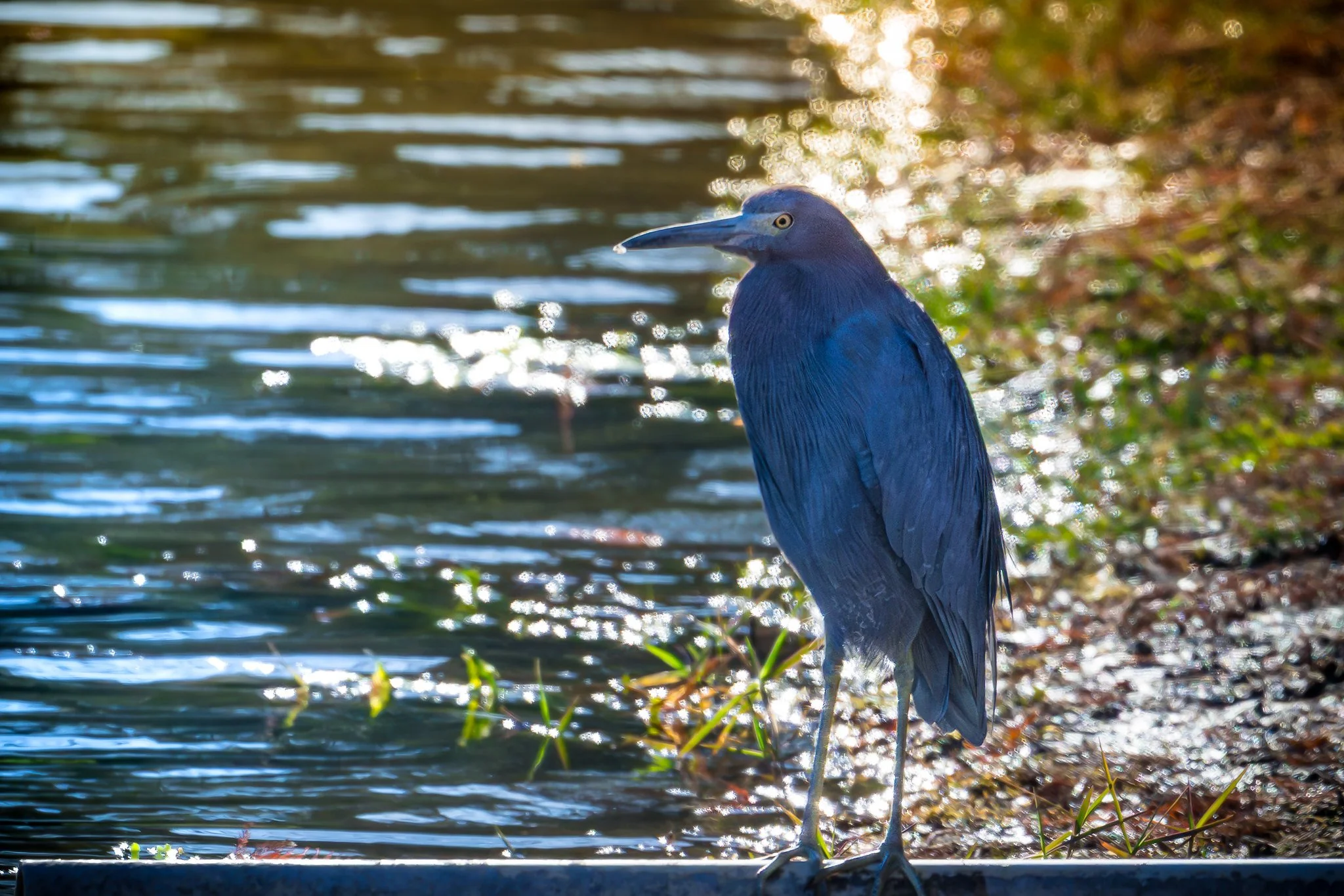Little Blue Heron