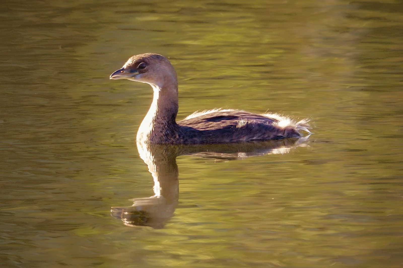 Pied-billed Grebe