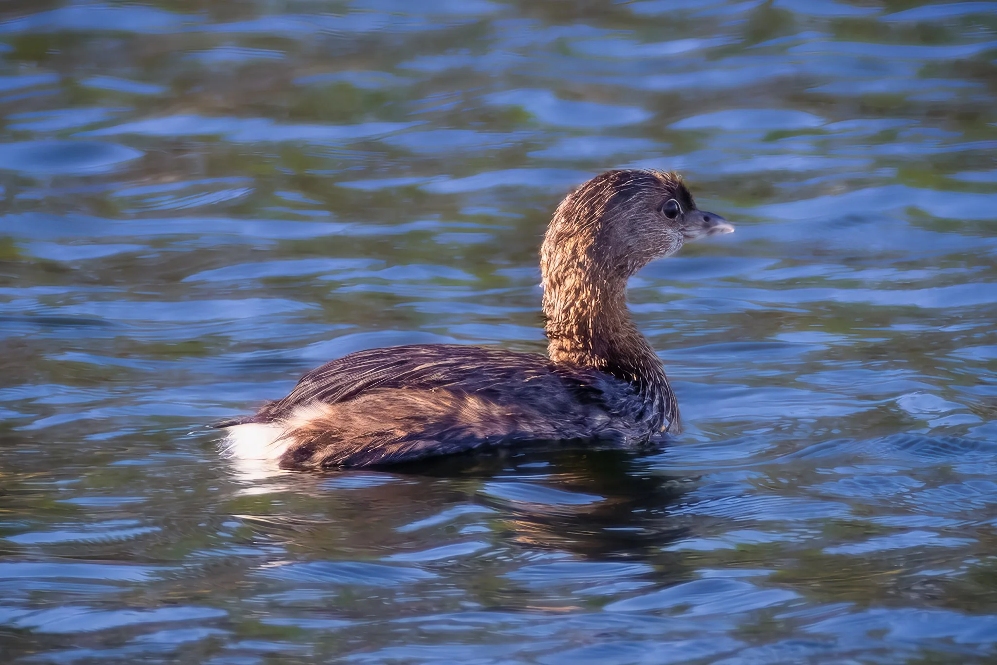 Pied-billed Grebe