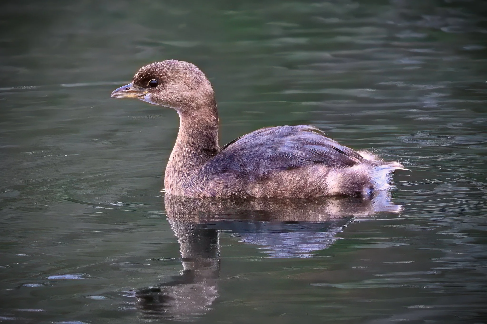 Pied-billed Grebe