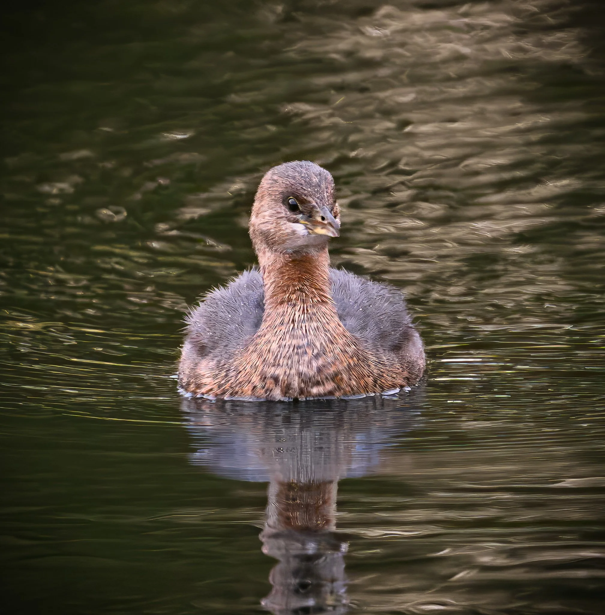 Pied-billed Grebe