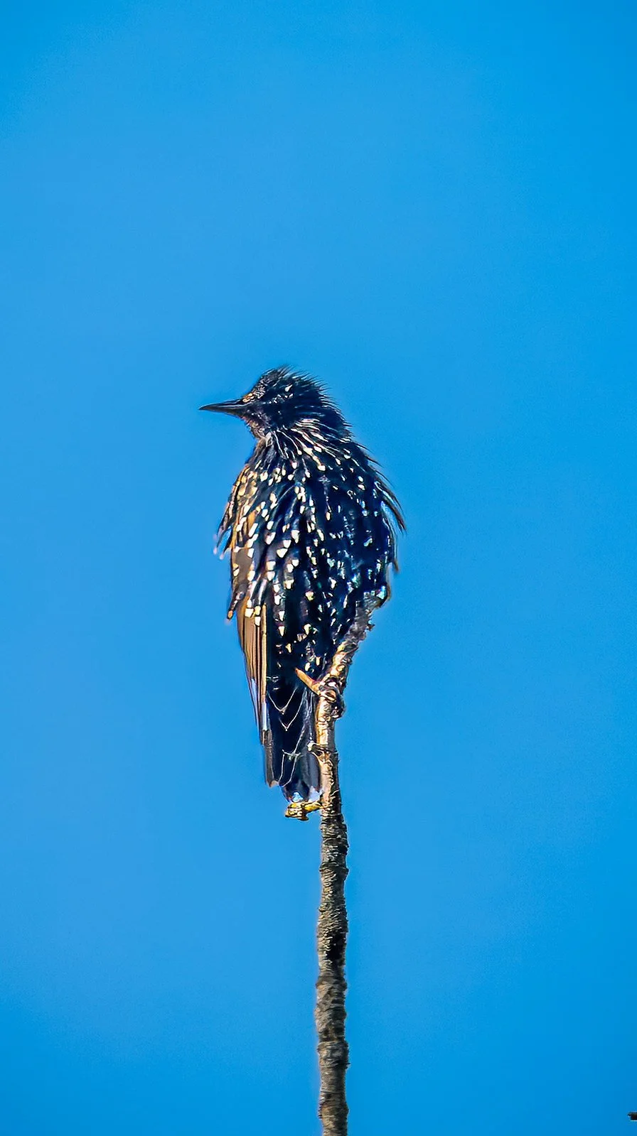 European Starling