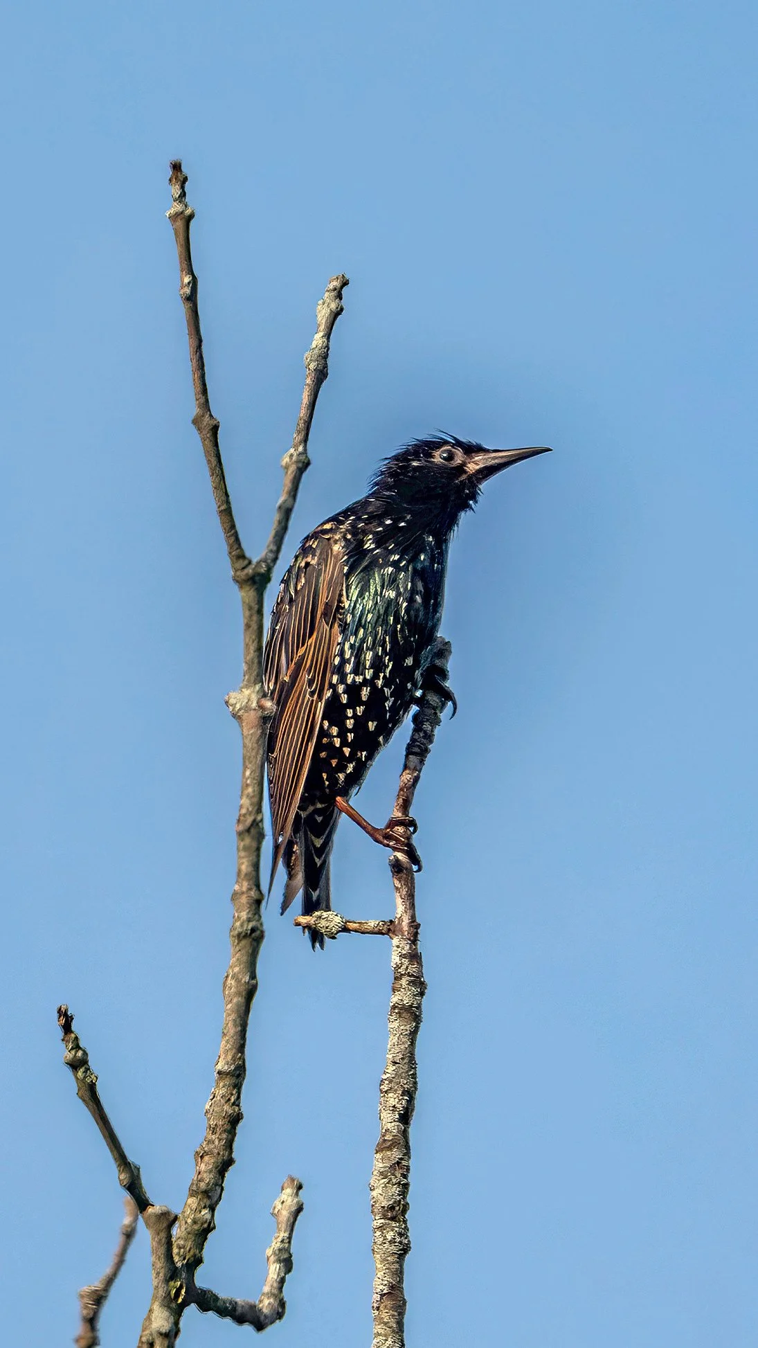 European Starling