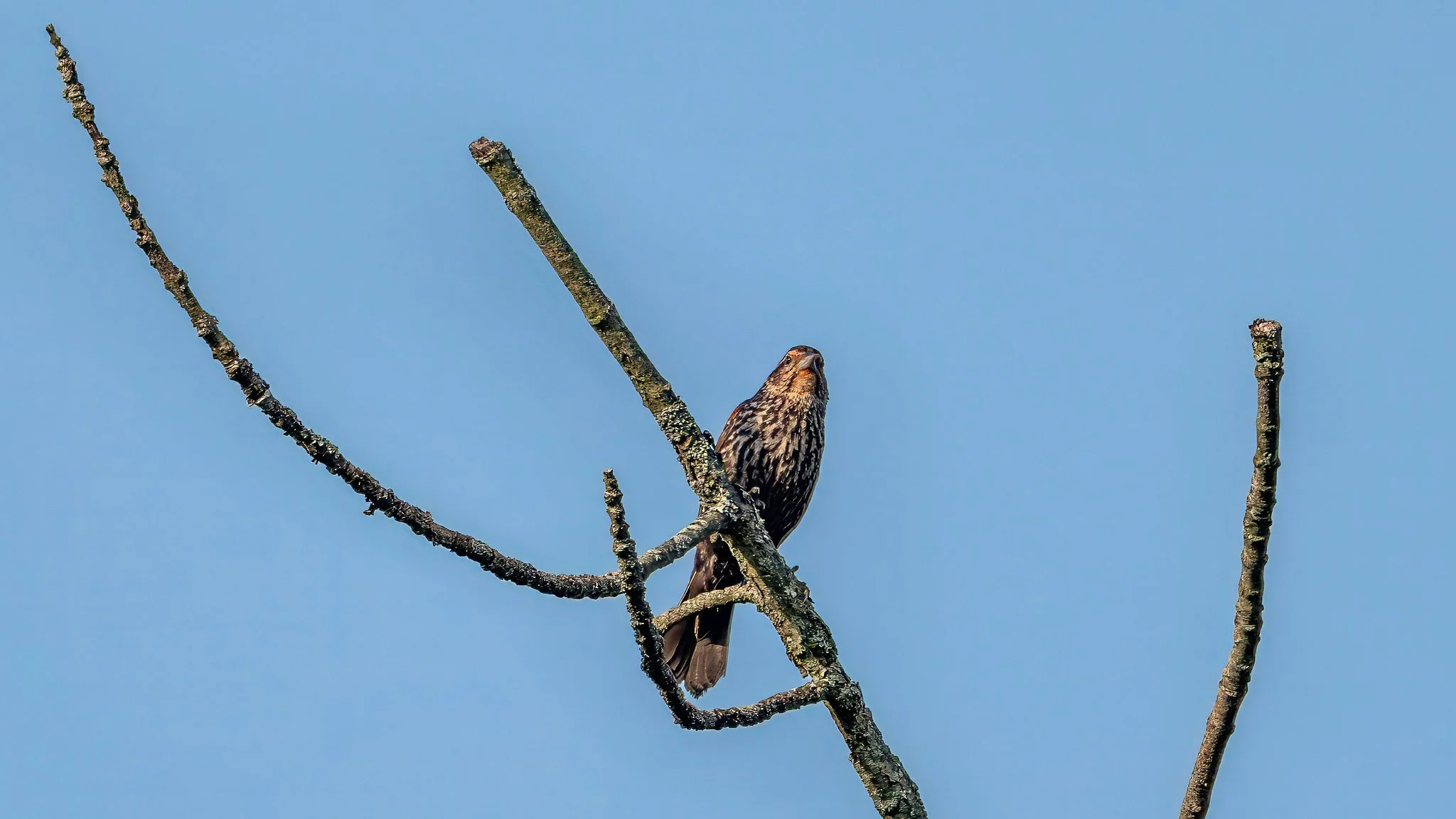 Female Red-Winged Blackbird