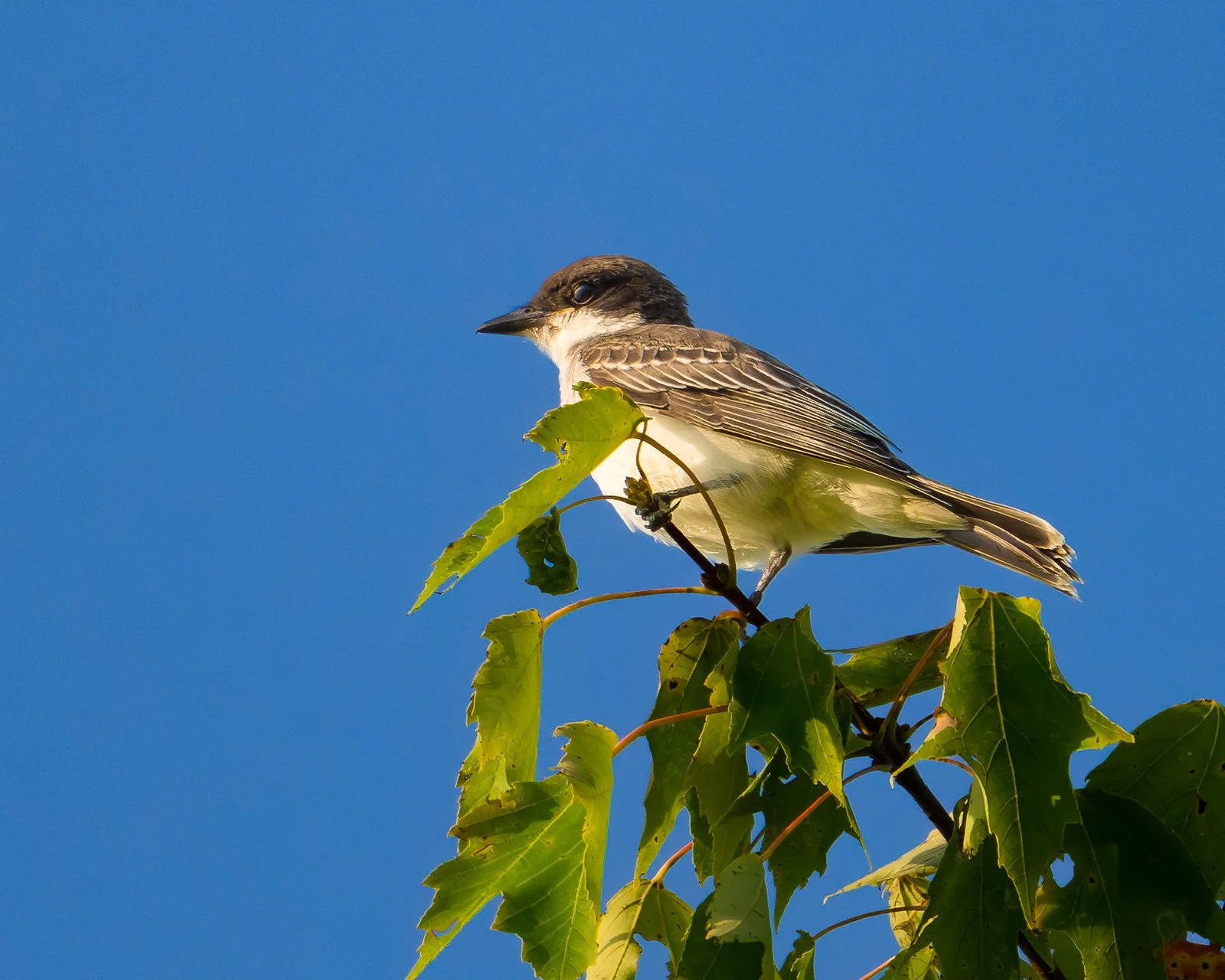 Eastern Kingbird