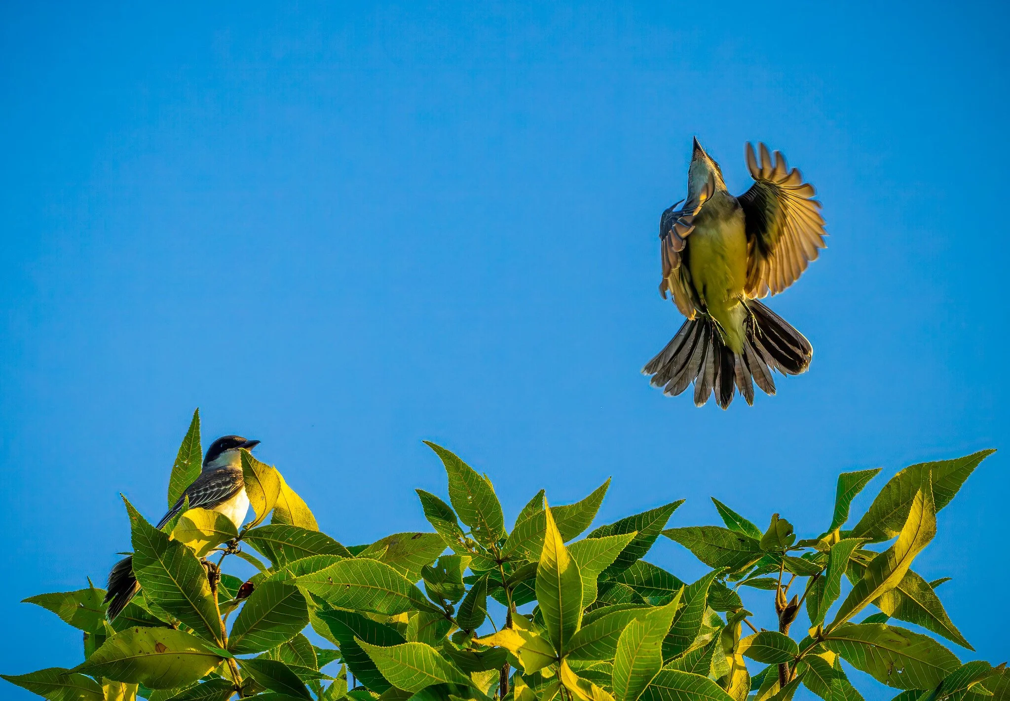 Eastern Kingbird