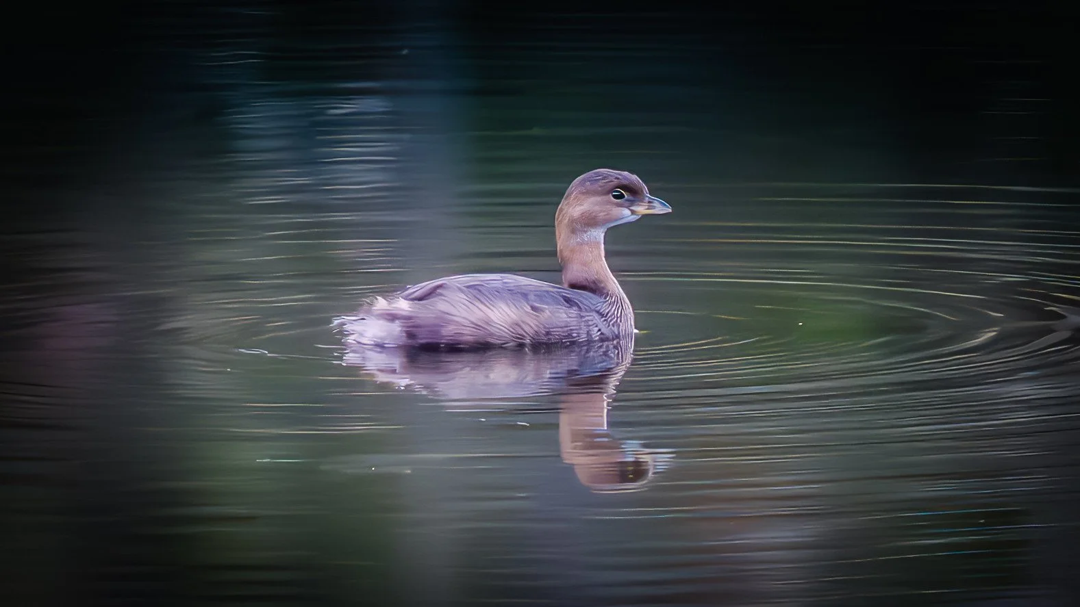 Pied-billed Grebe