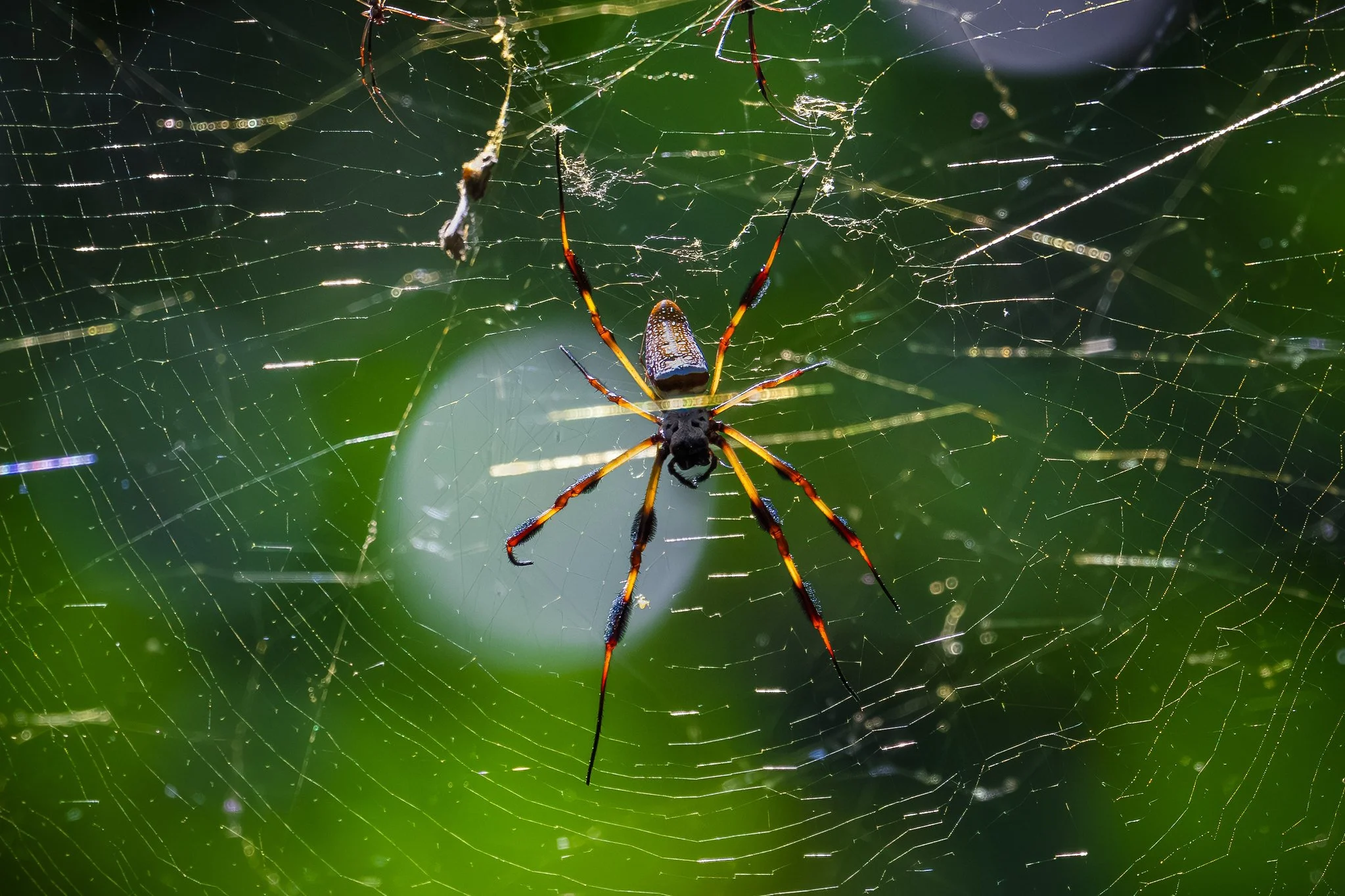 Female Golden Silk Spider