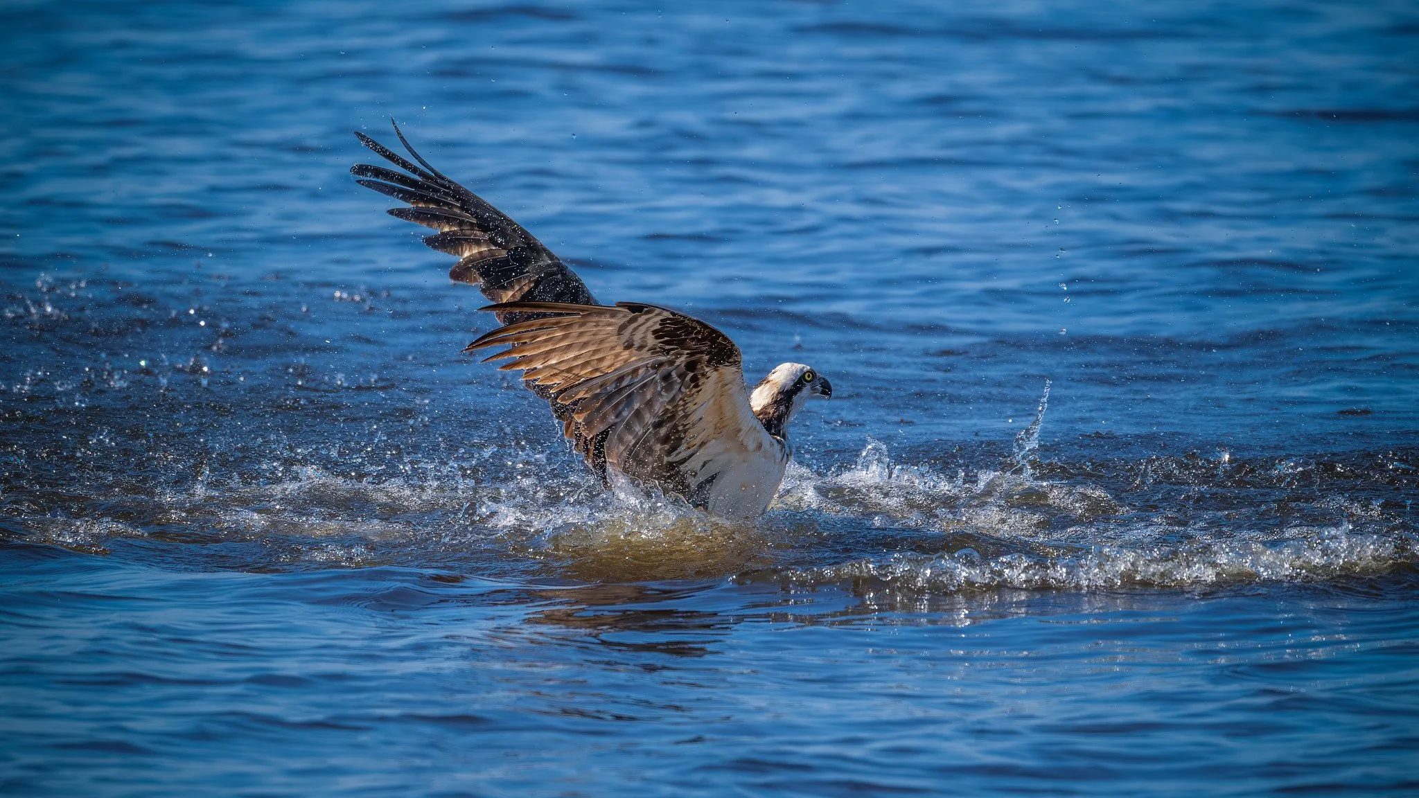 North American Osprey