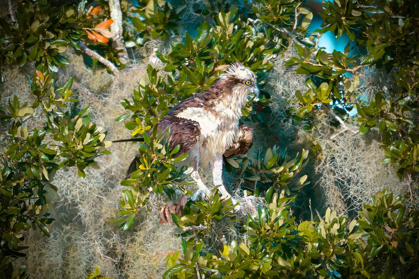 North American Osprey