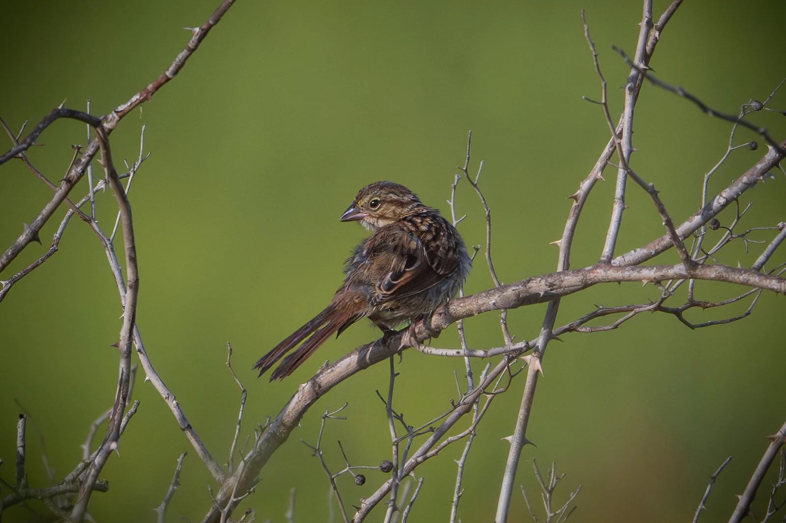 Song Sparrow
